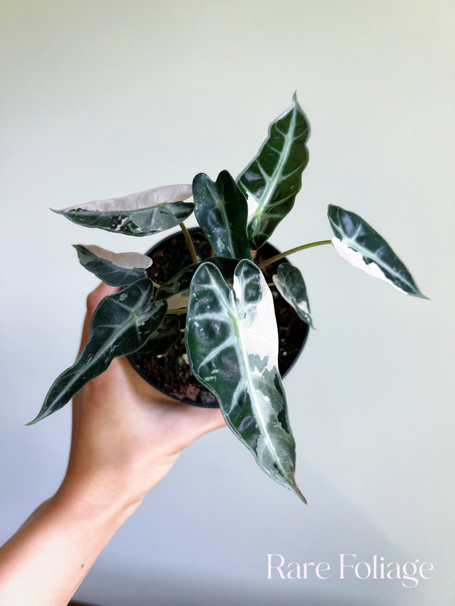 Alocasia Bambino Pink Variegated 4”