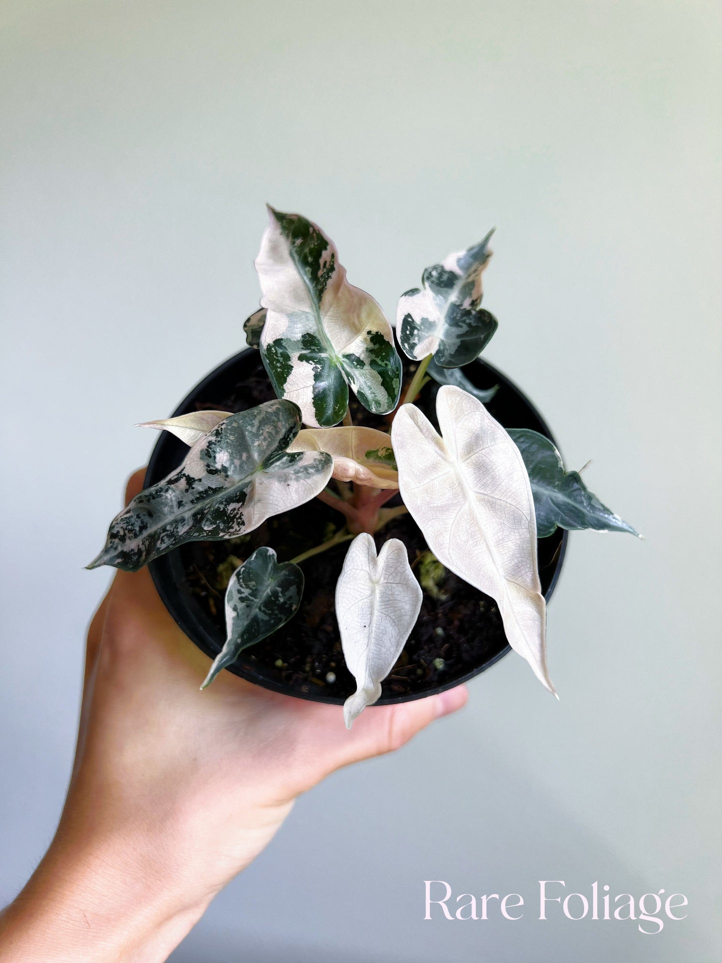 Alocasia Bambino Pink Variegated 4”