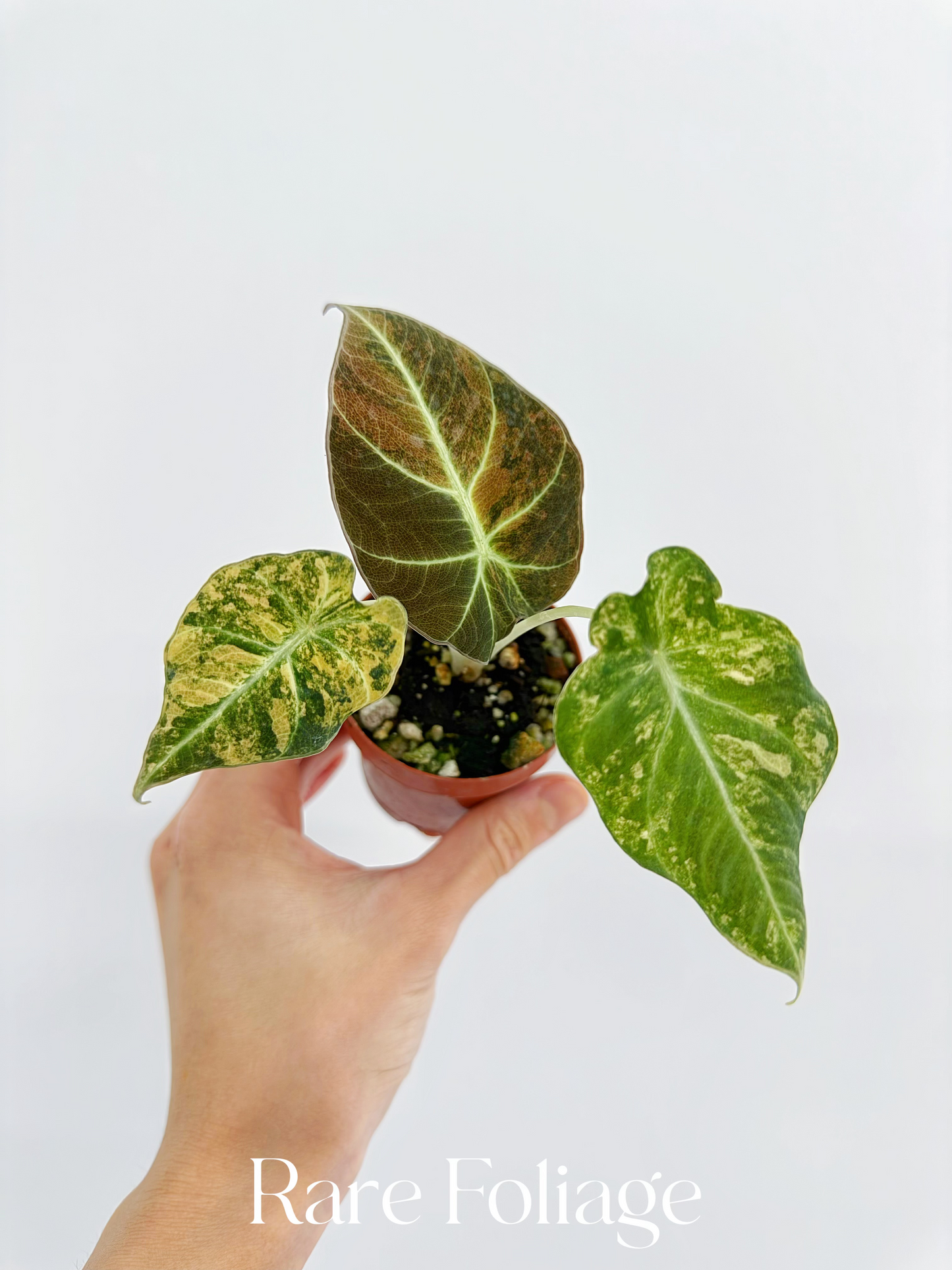 Alocasia Black Velvet Gold Variegated 3”