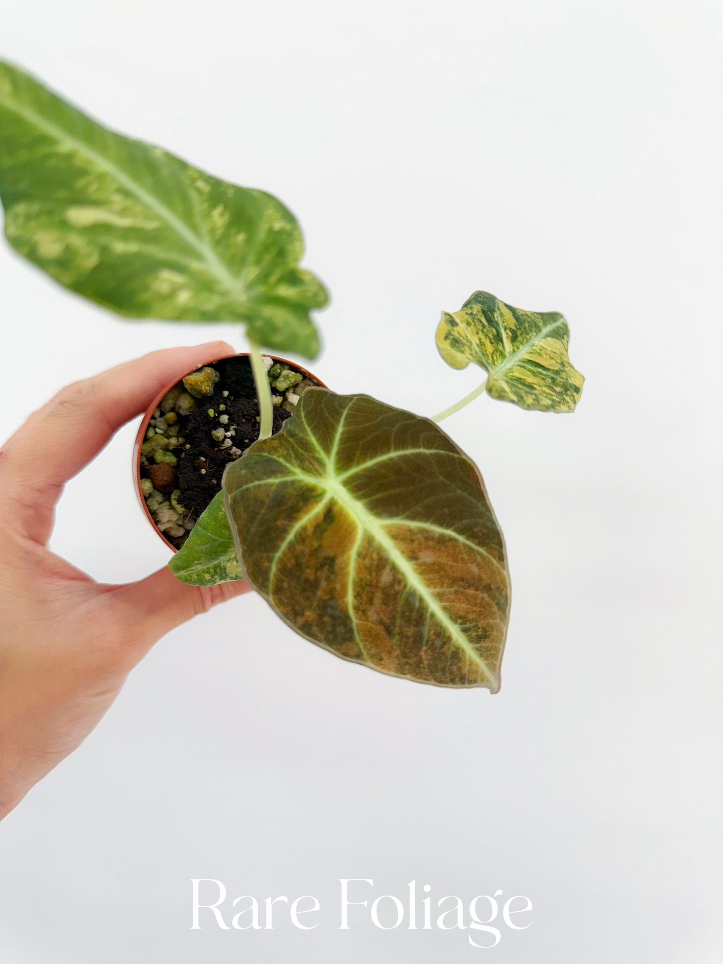 Alocasia Black Velvet Gold Variegated 3”