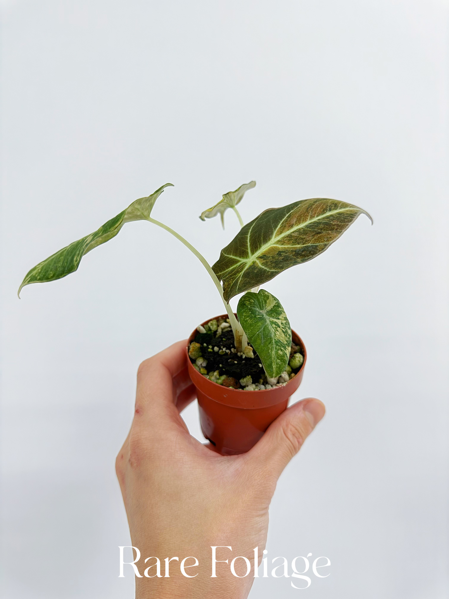 Alocasia Black Velvet Gold Variegated 3”