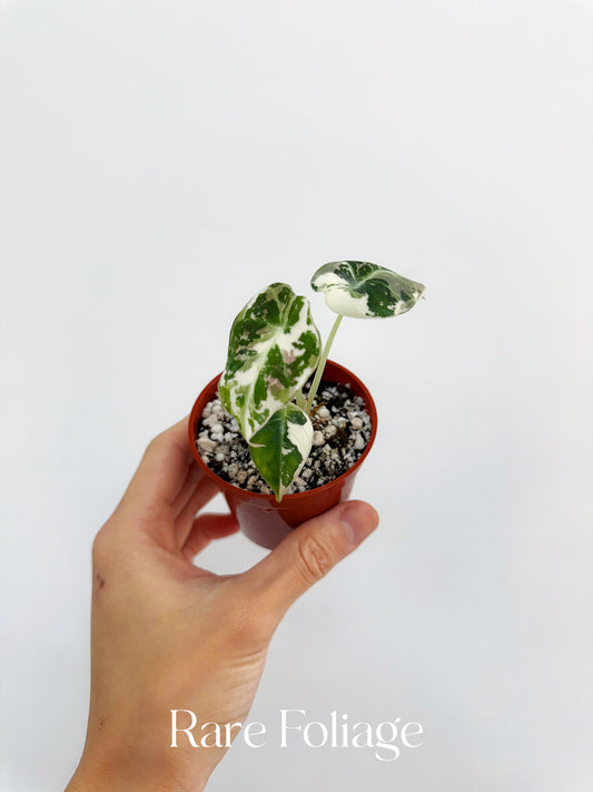 Alocasia Black Velvet Pink Variegated 2”