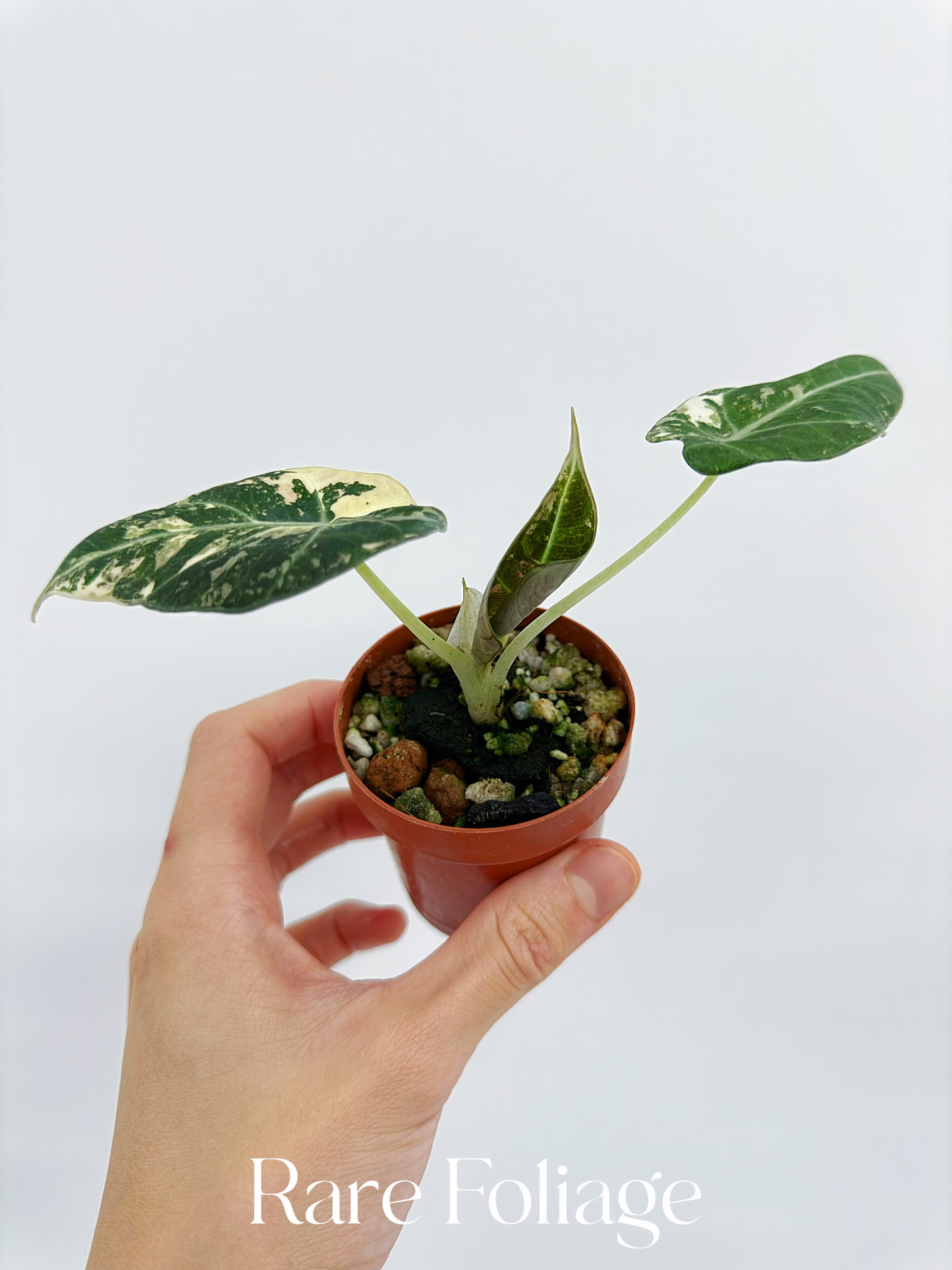 Alocasia Black Velvet Pink Variegated 2”