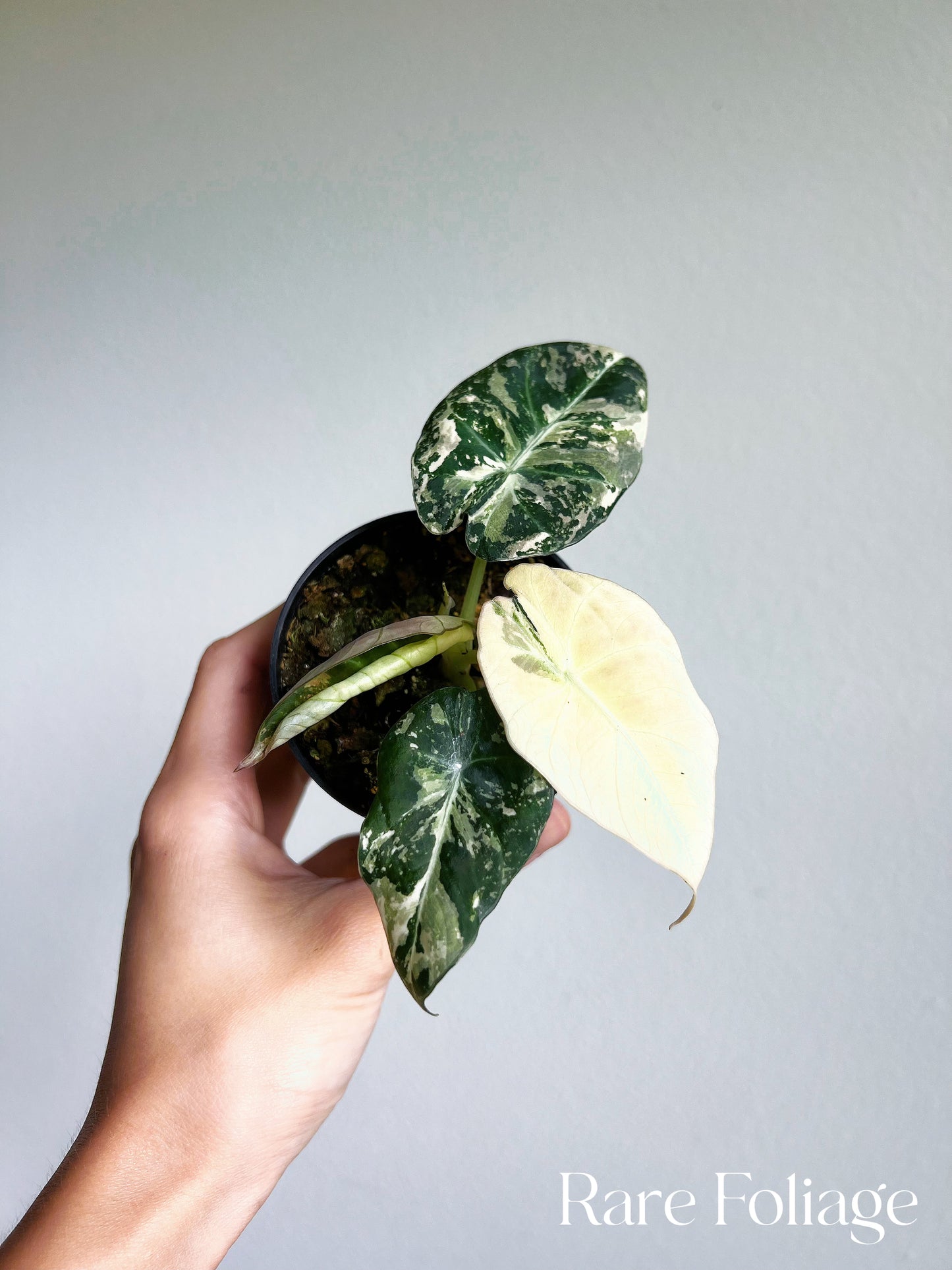 Alocasia Black Velvet Pink Variegated 3” Full Plant