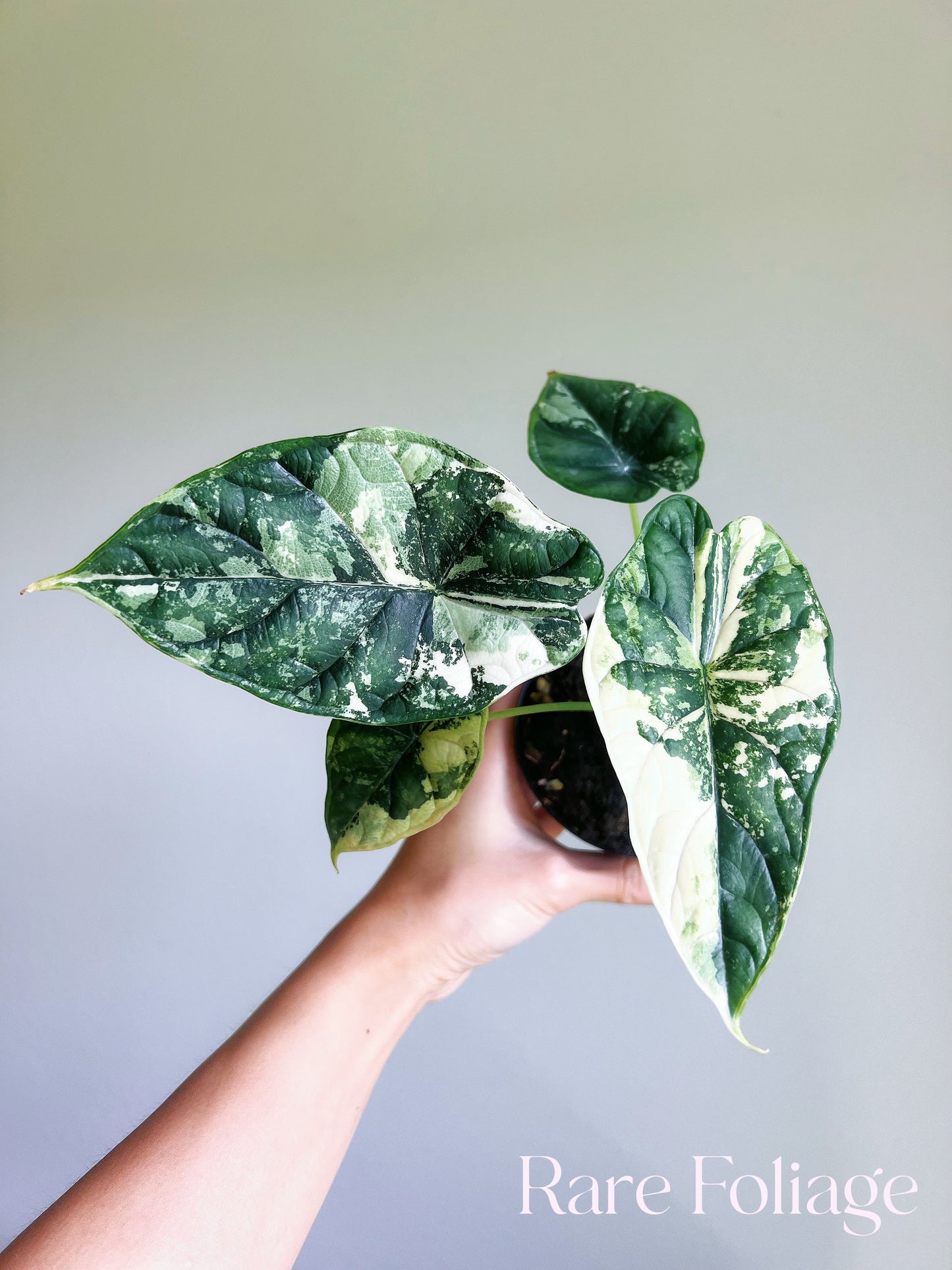 Alocasia Dragon Scale Albo 4" High Variegation