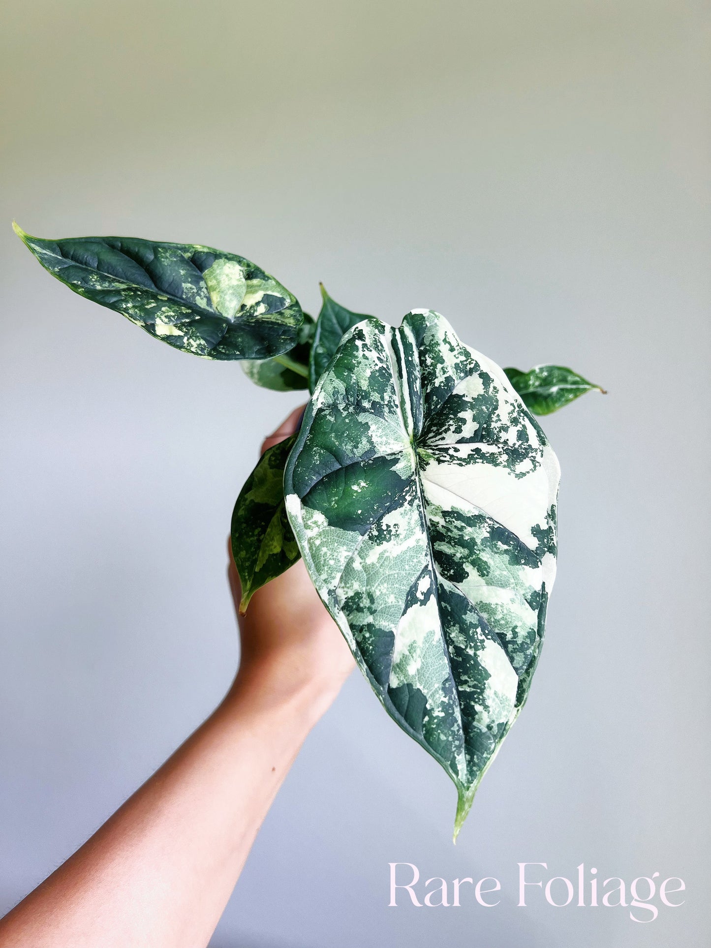 Alocasia Dragon Scale Albo 4" High Variegation