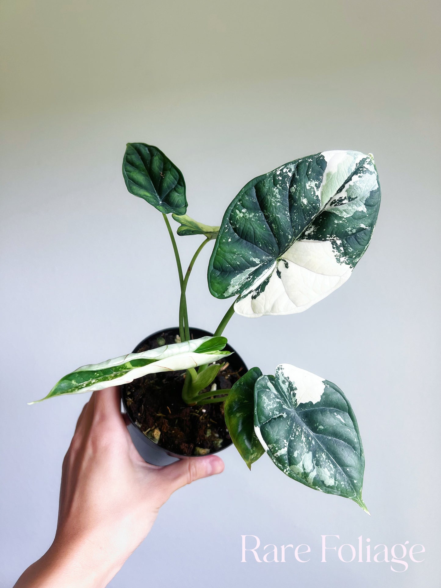 Alocasia Dragon Scale Albo 4" High Variegation