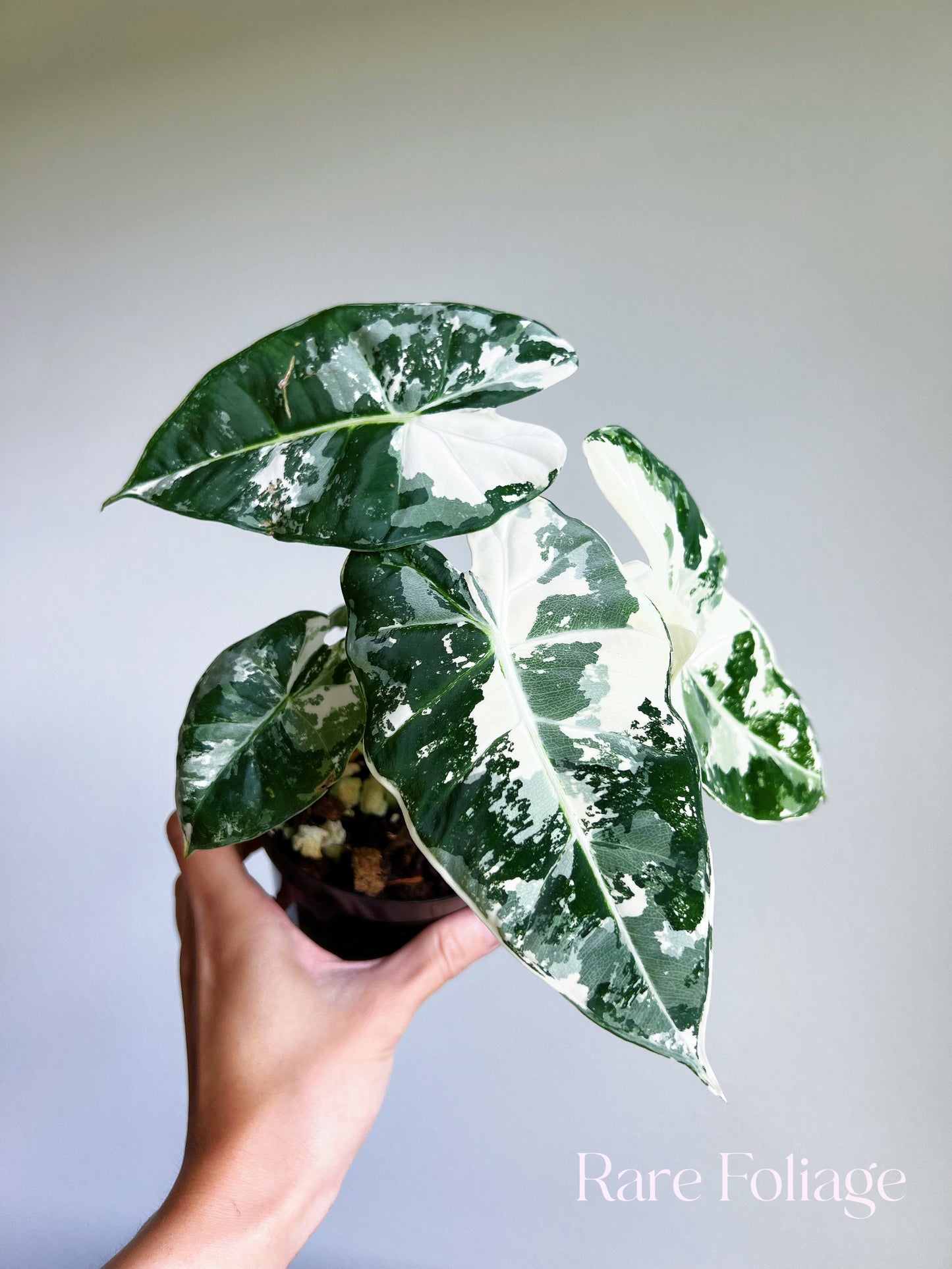 Alocasia Frydek Variegated 4” Large Plant