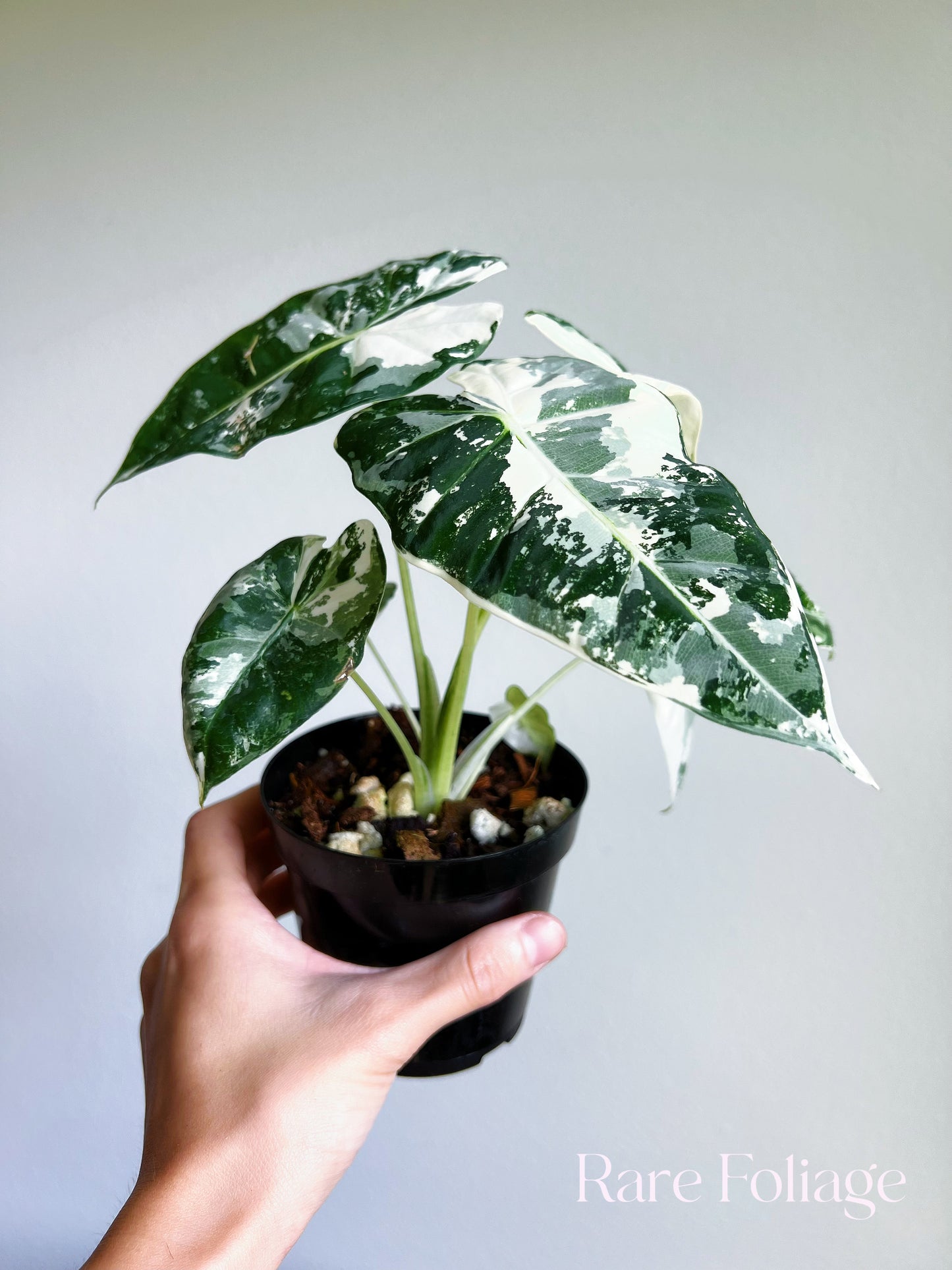 Alocasia Frydek Variegated 4” Large Plant