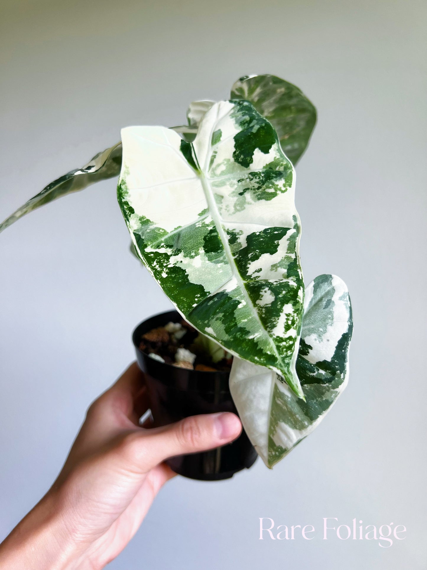 Alocasia Frydek Variegated 4” Large Plant