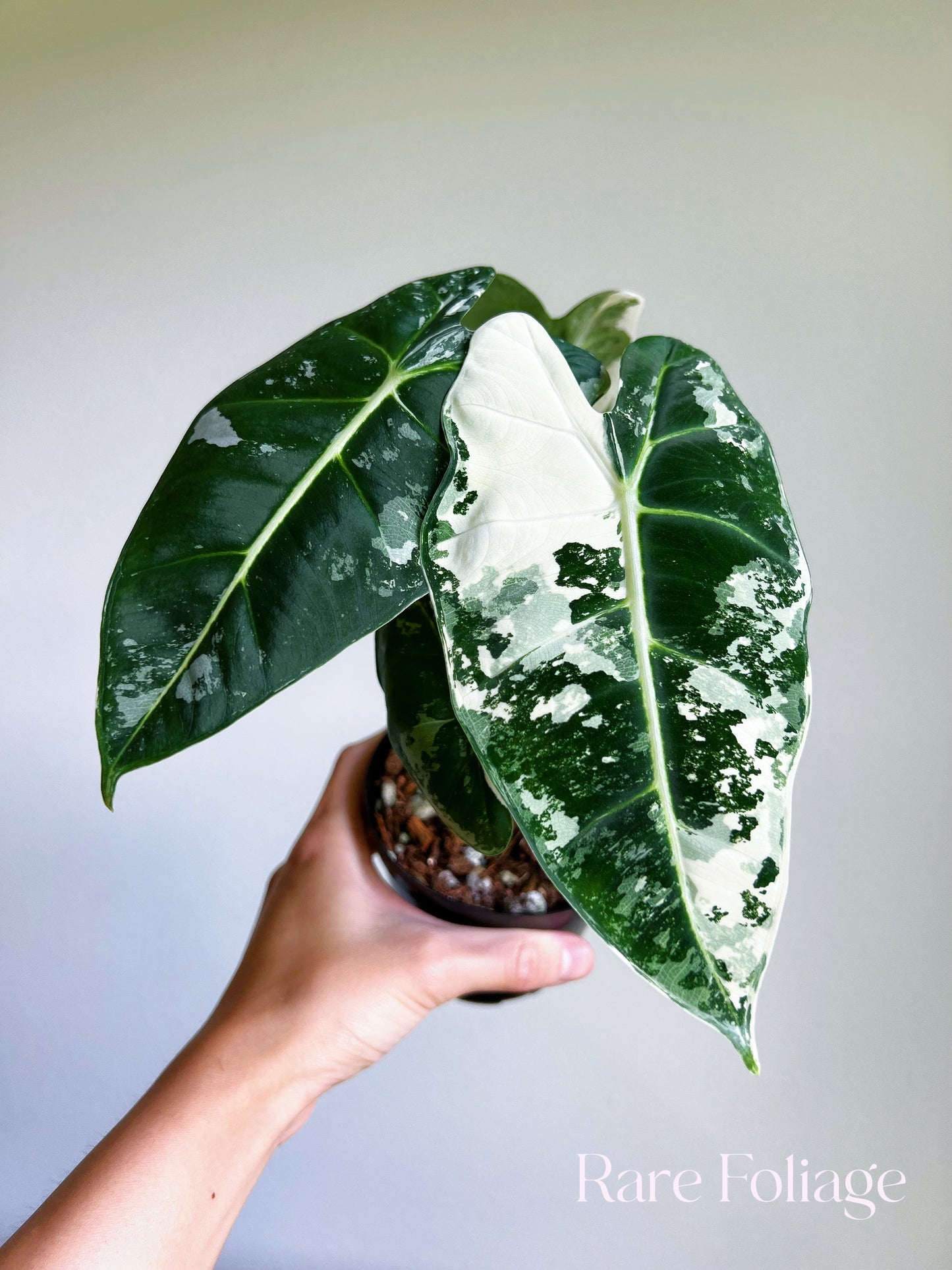 Alocasia Frydek Variegated 4” Large Plant