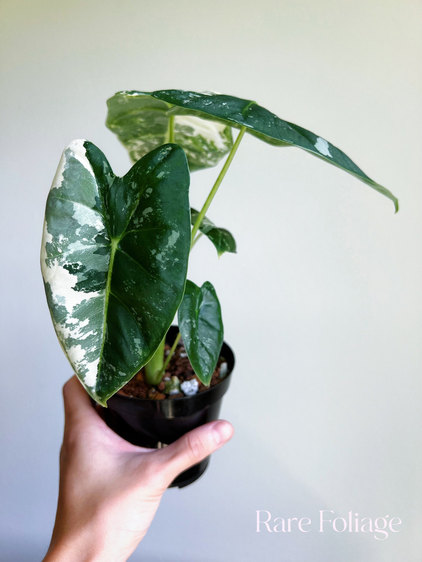 Alocasia Frydek Variegated 4” Large Plant