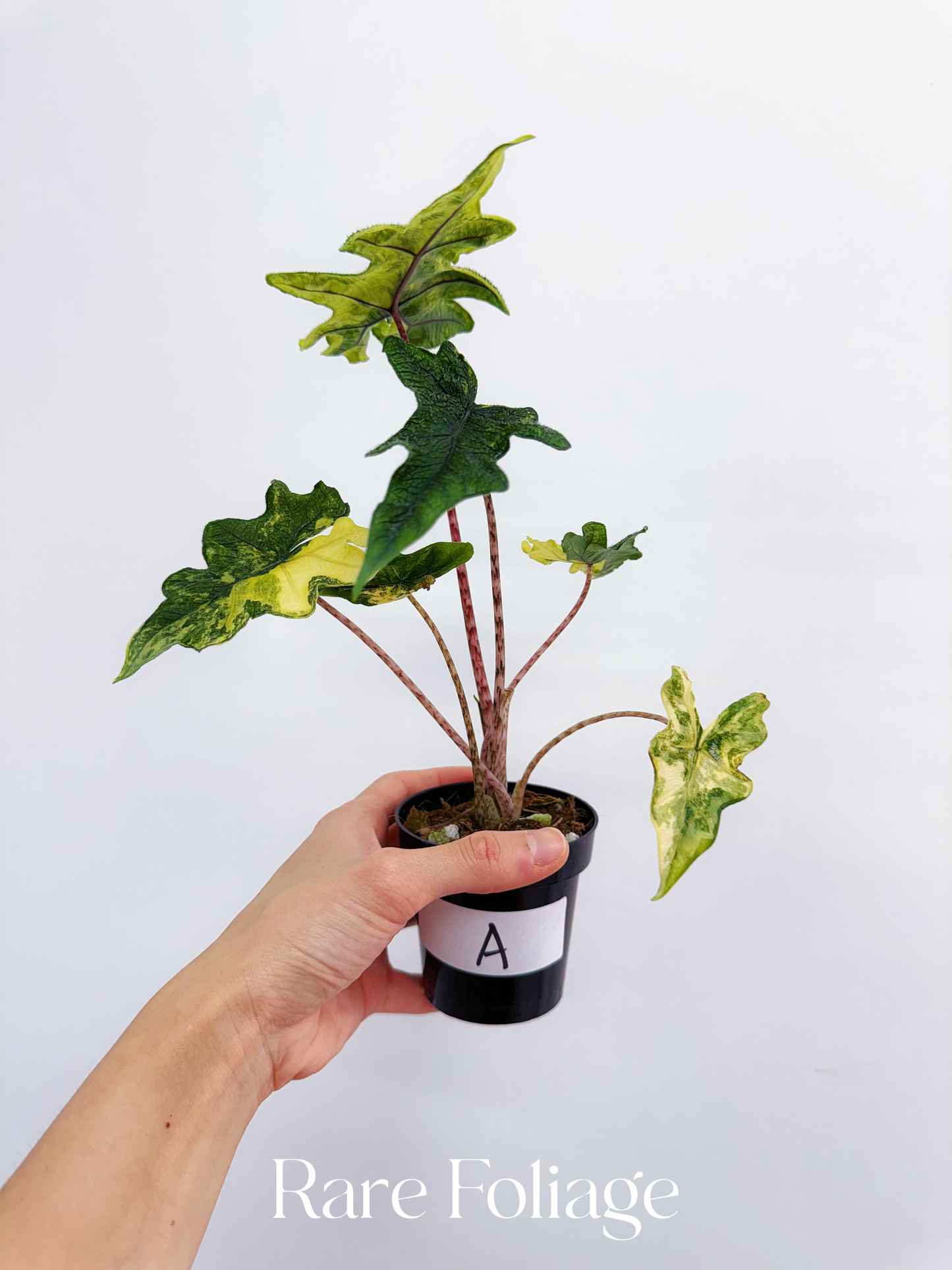 Alocasia Tandurusa ‘Jacklyn’ Variegated 3”