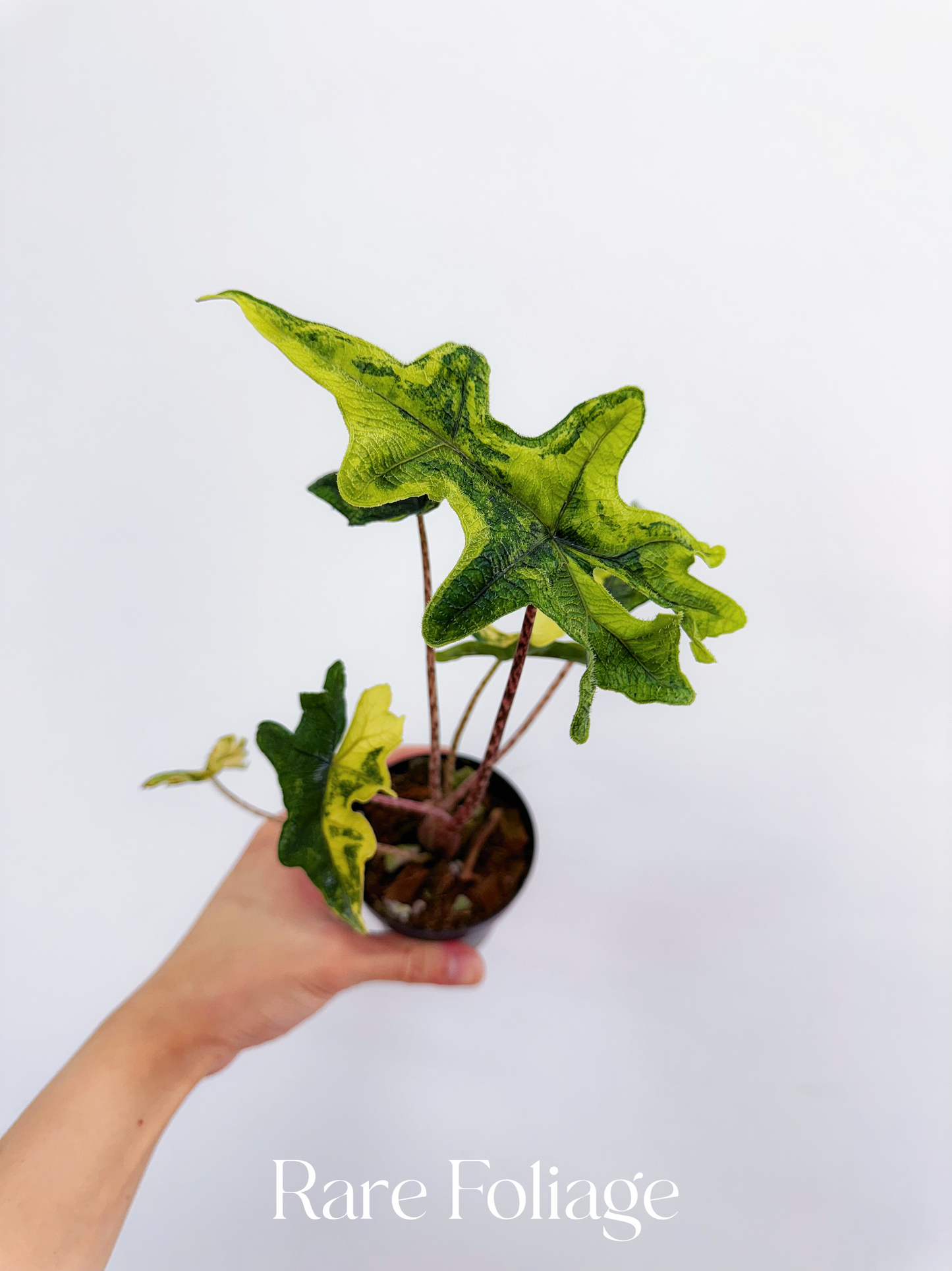 Alocasia Tandurusa ‘Jacklyn’ Variegated 3”