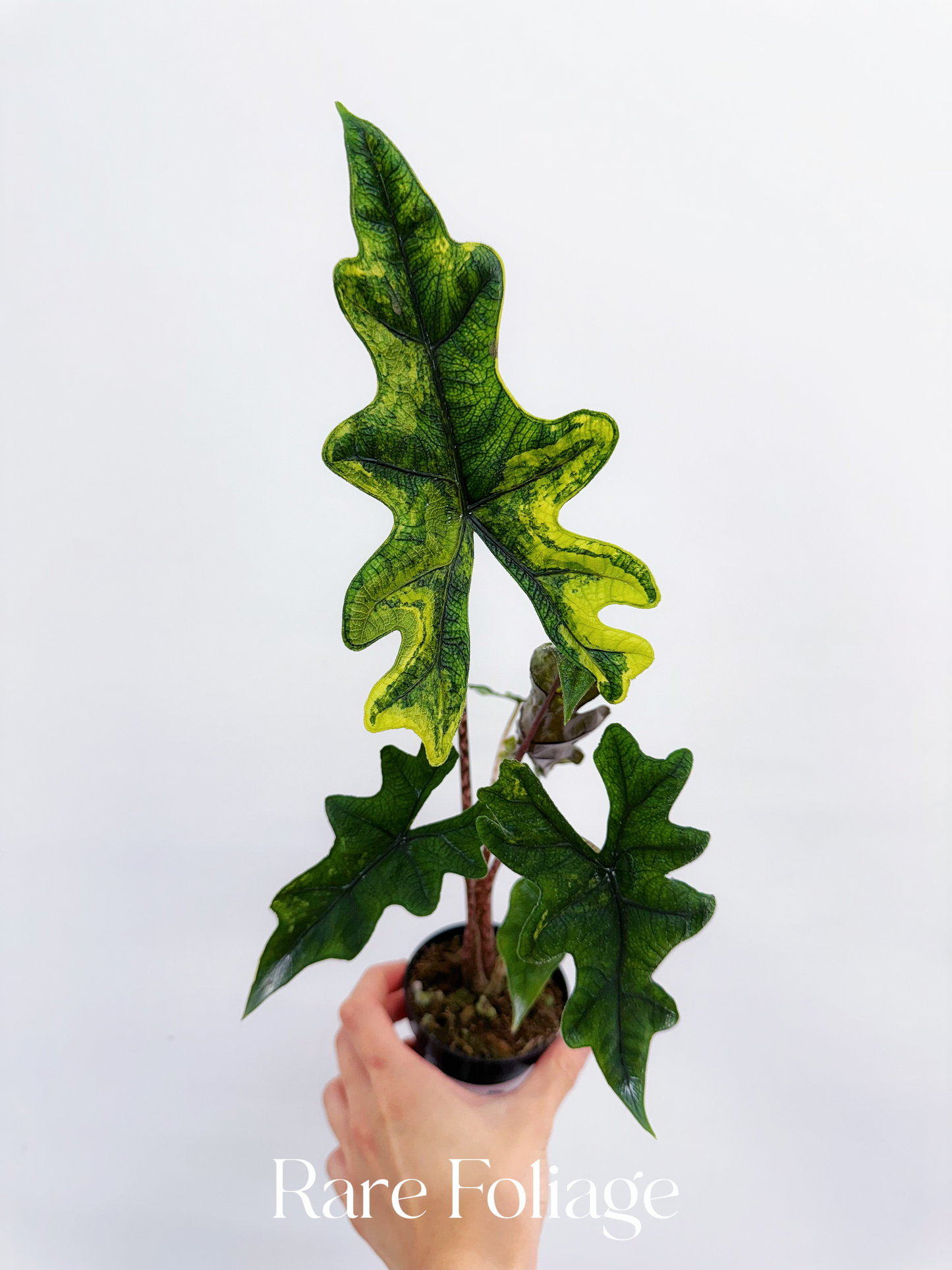 Alocasia Tandurusa ‘Jacklyn’ Variegated 3”