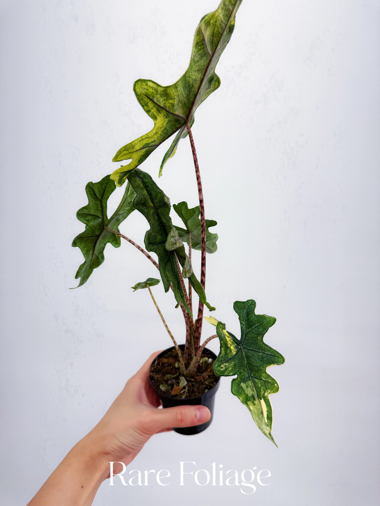 Alocasia Tandurusa ‘Jacklyn’ Variegated 3”