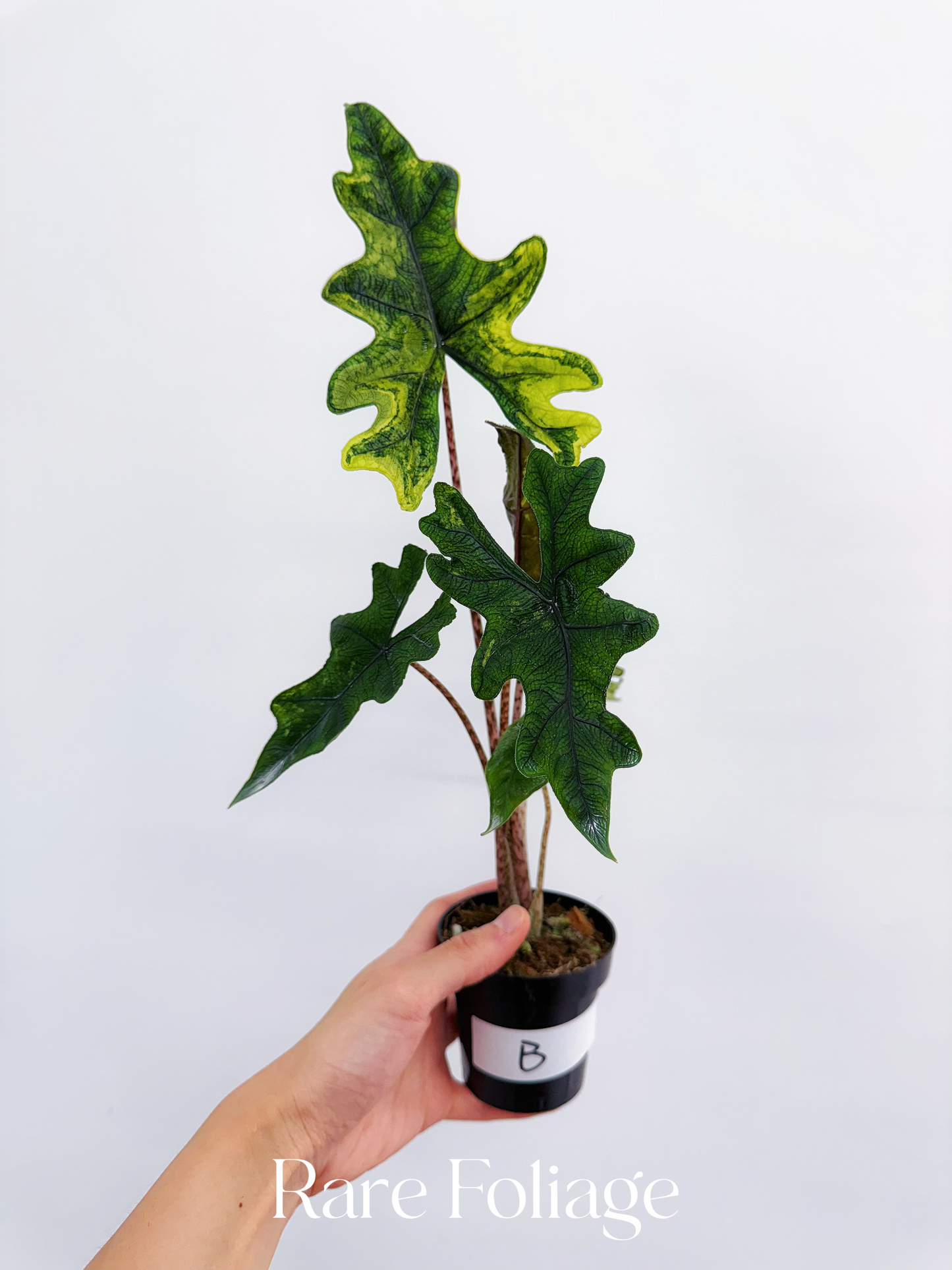 Alocasia Tandurusa ‘Jacklyn’ Variegated 3”