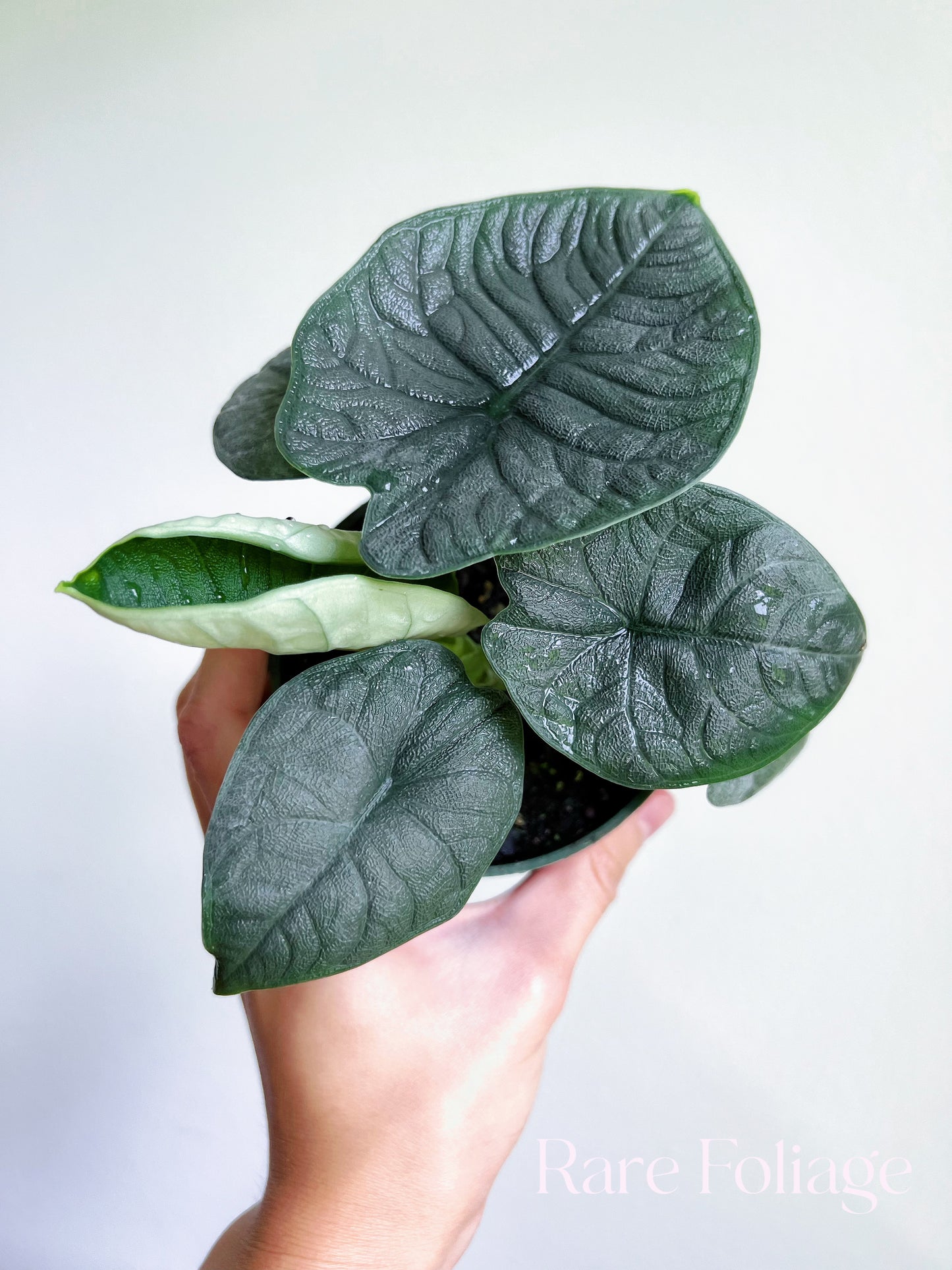 Alocasia Melo 4" - US SELLER