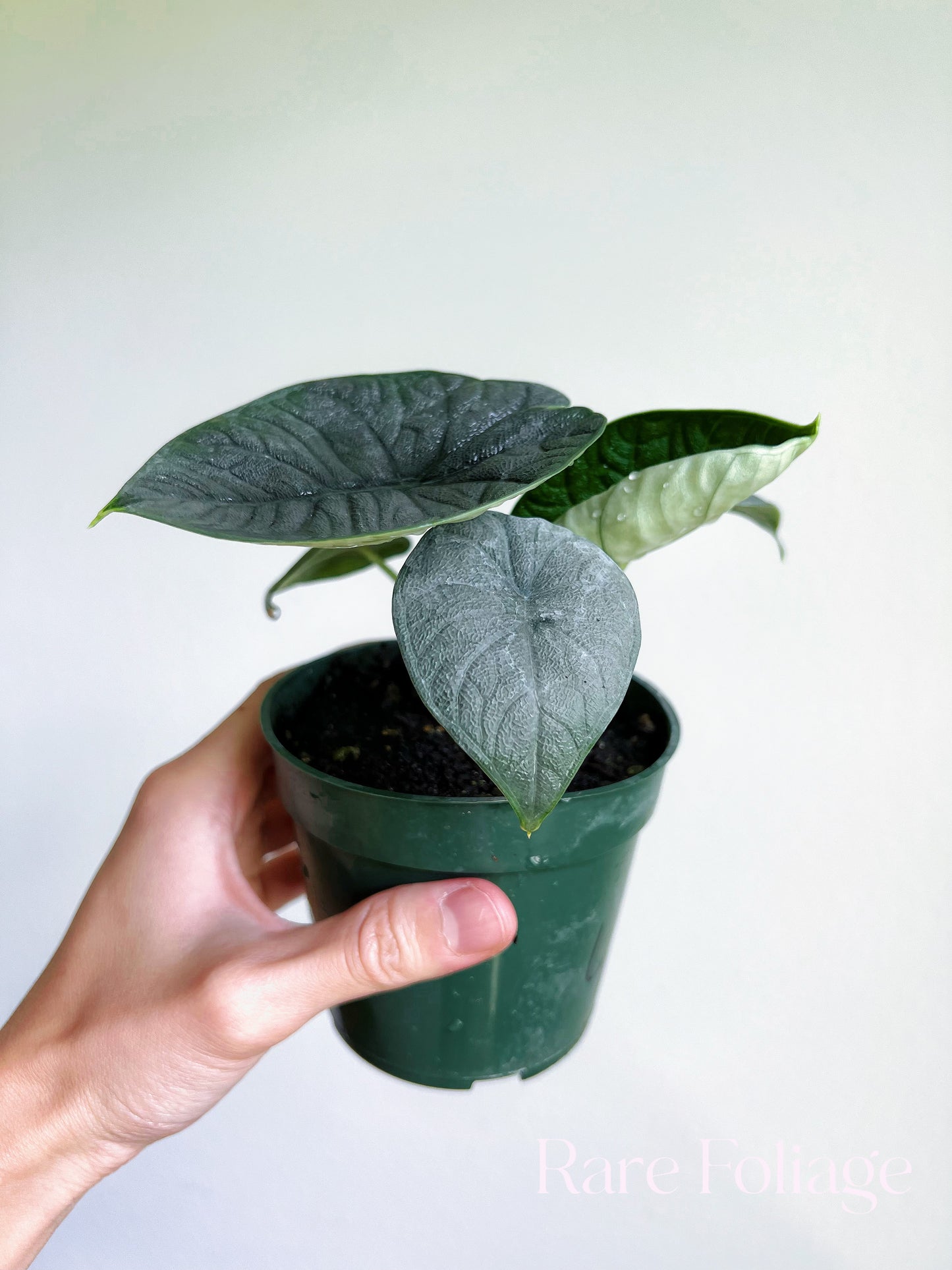 Alocasia Melo 4" - US SELLER