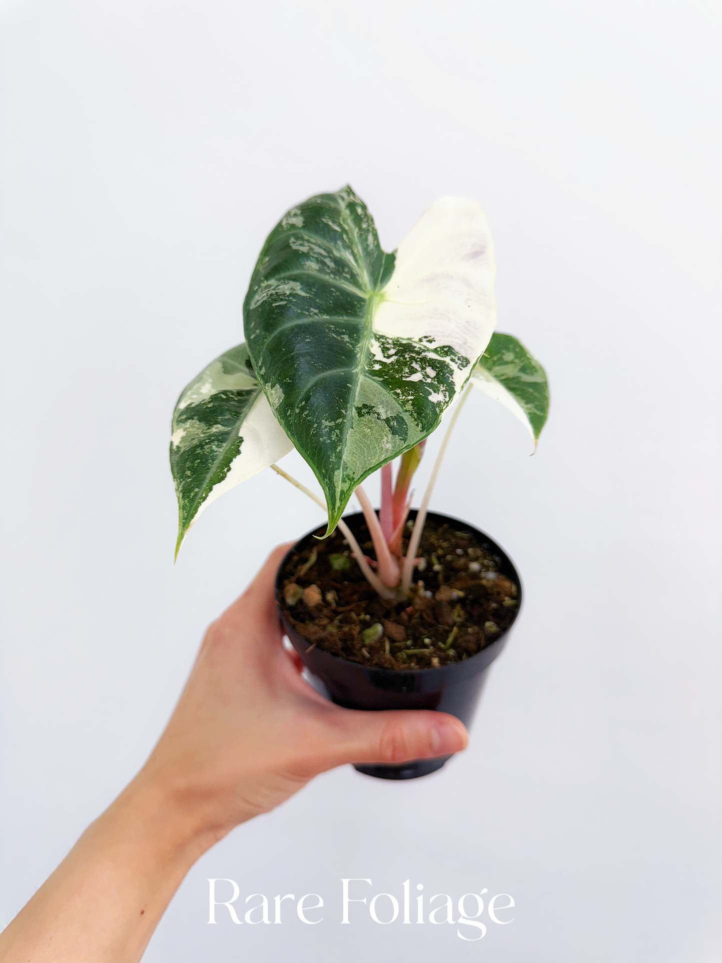 Alocasia Nairobi Night Variegated 3” - US SELLER