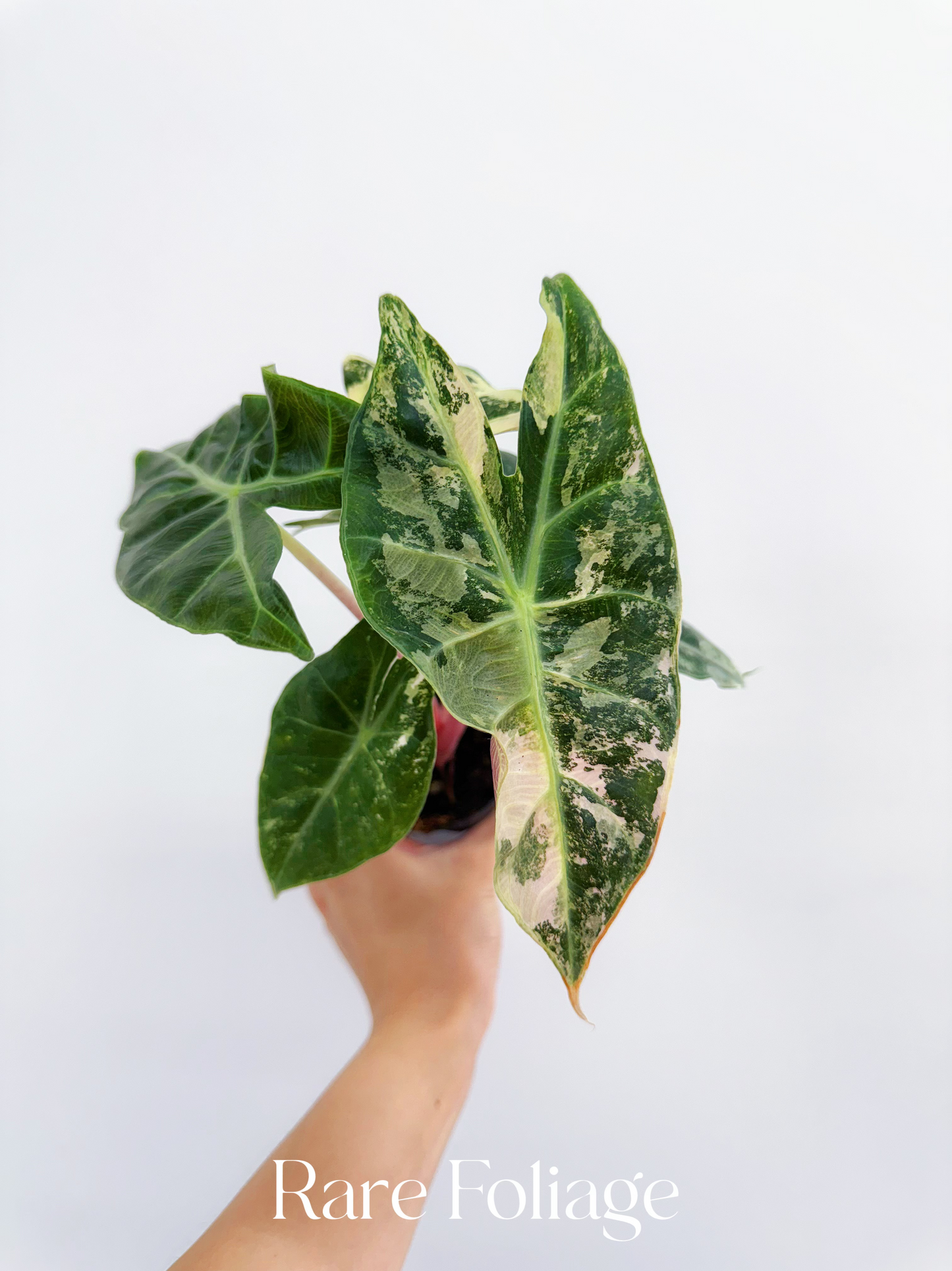 Alocasia Nairobi Night Variegated 3” - US SELLER