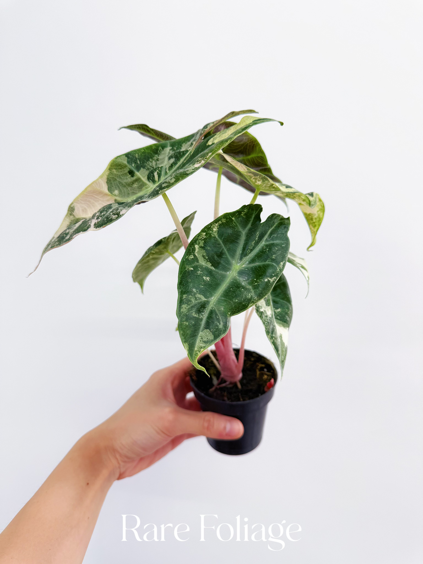 Alocasia Nairobi Night Variegated 3” - US SELLER