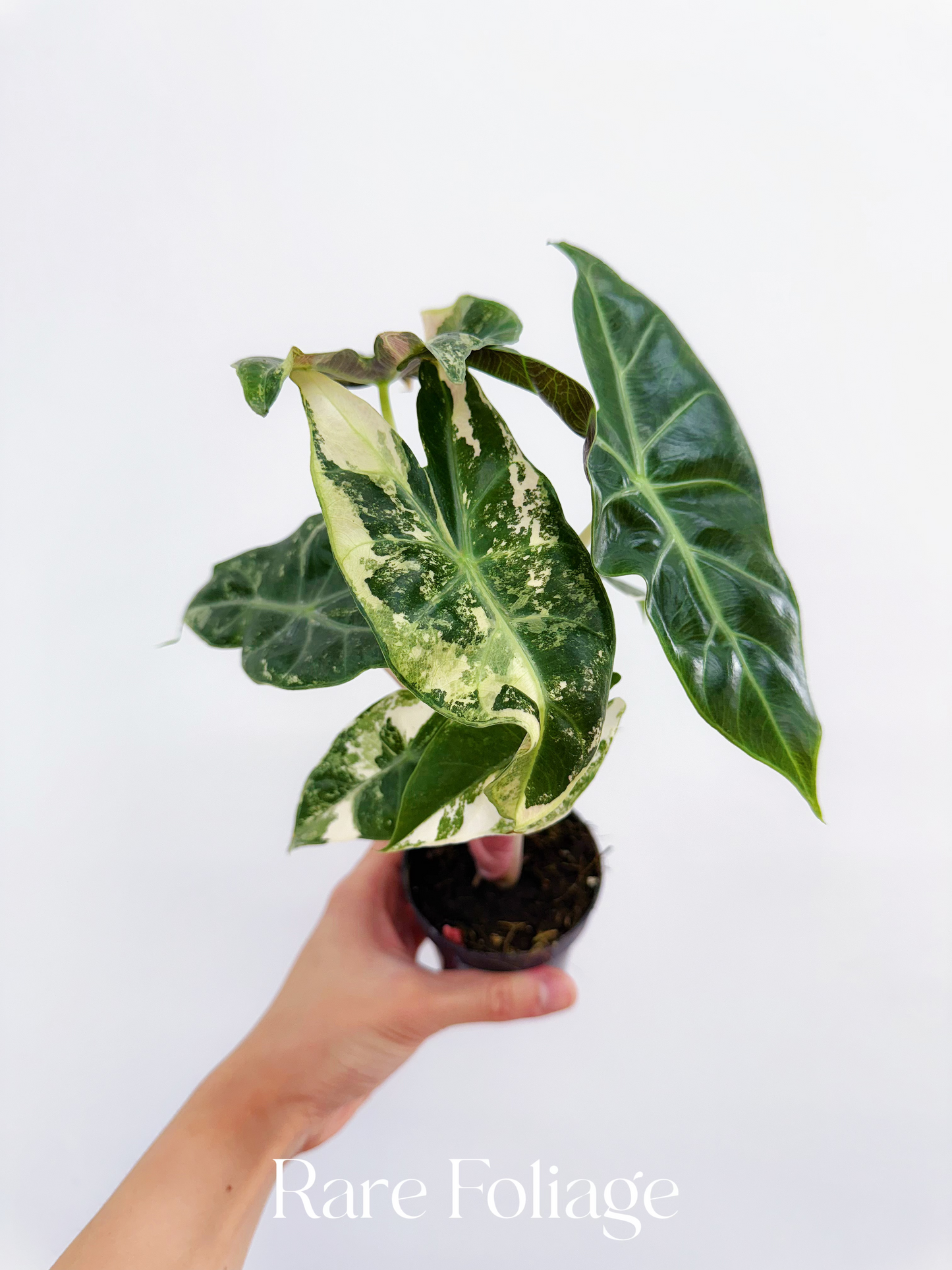 Alocasia Nairobi Night Variegated 3” - US SELLER