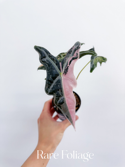 Alocasia Nobillis Pink Variegated 3"