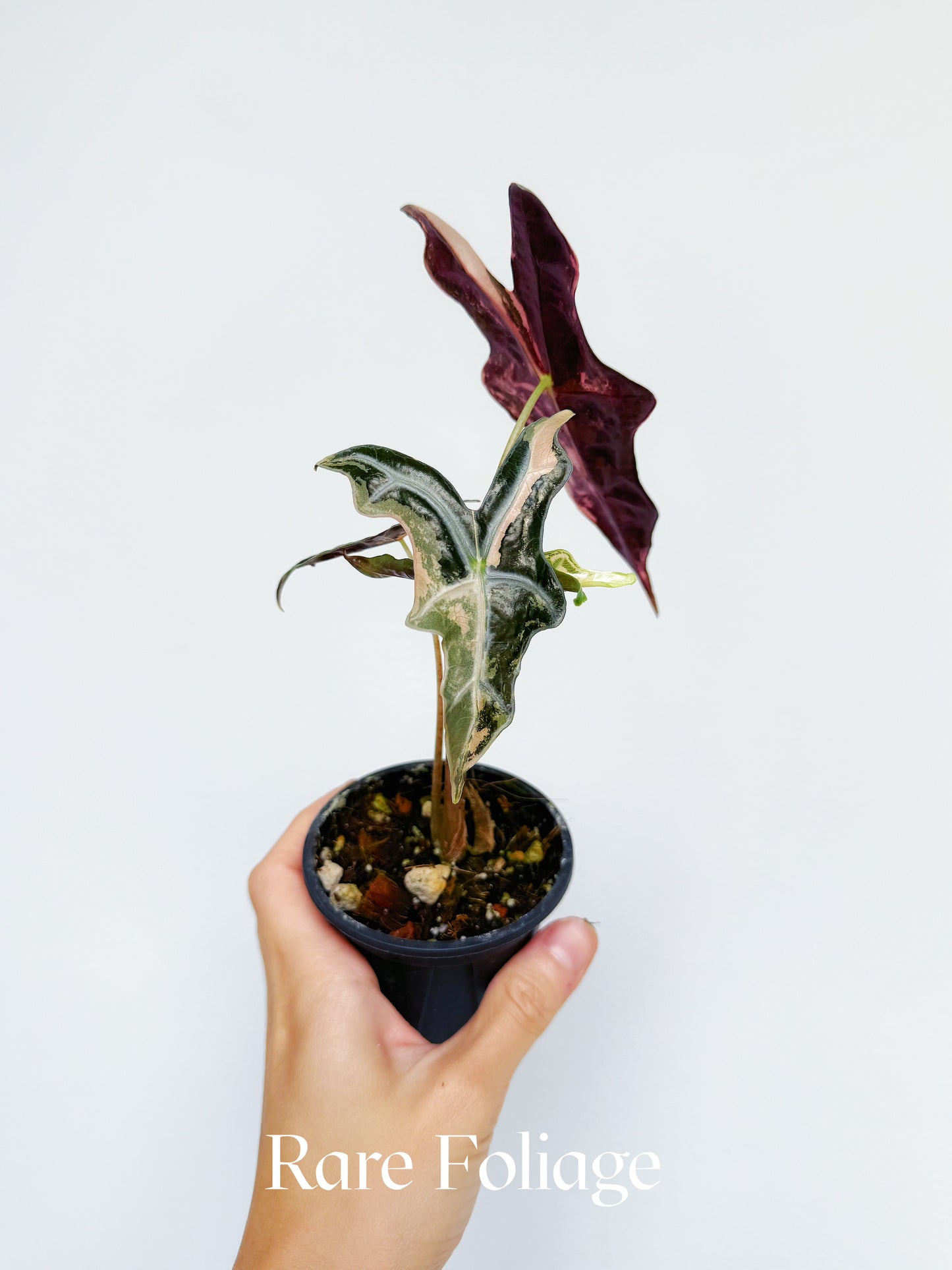 Alocasia Nobillis Pink Variegated 3"