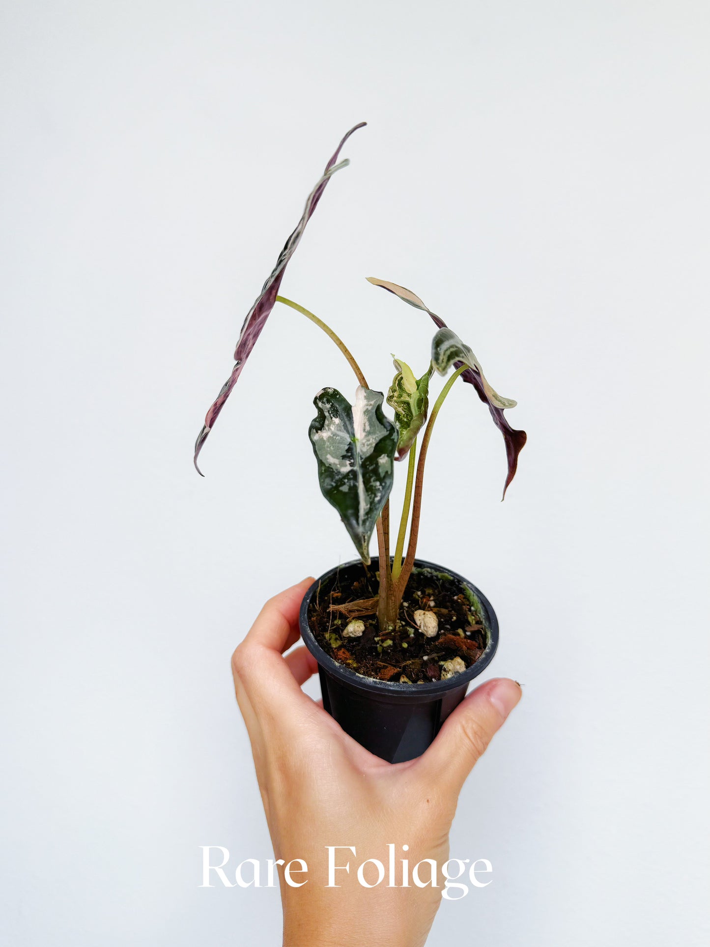 Alocasia Nobillis Pink Variegated 3"