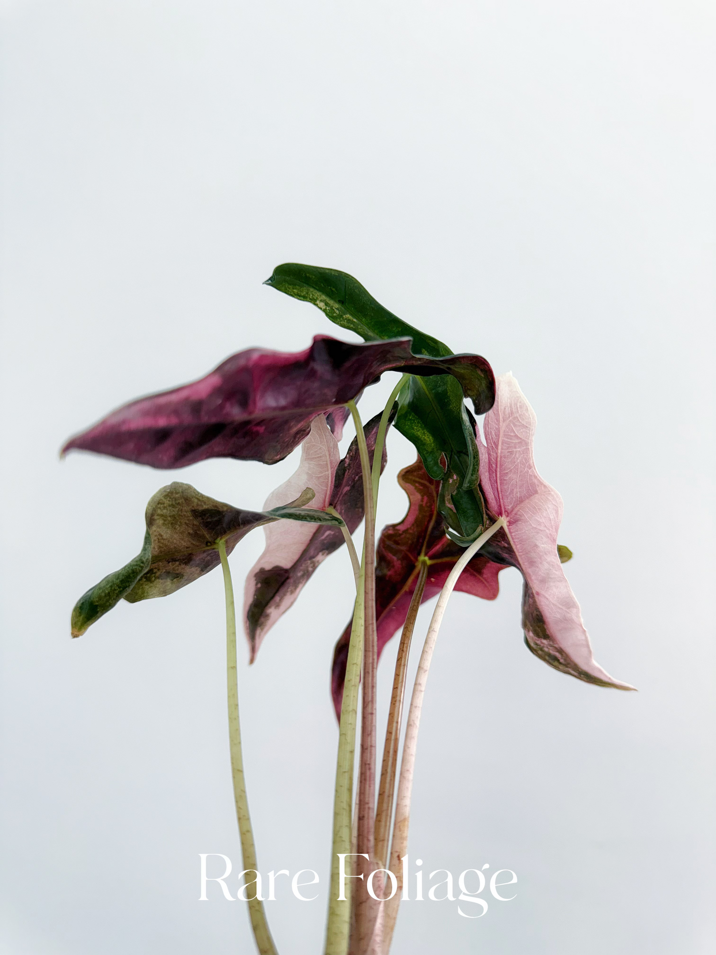 Alocasia Nobillis Pink Variegated 2” Exact Plant