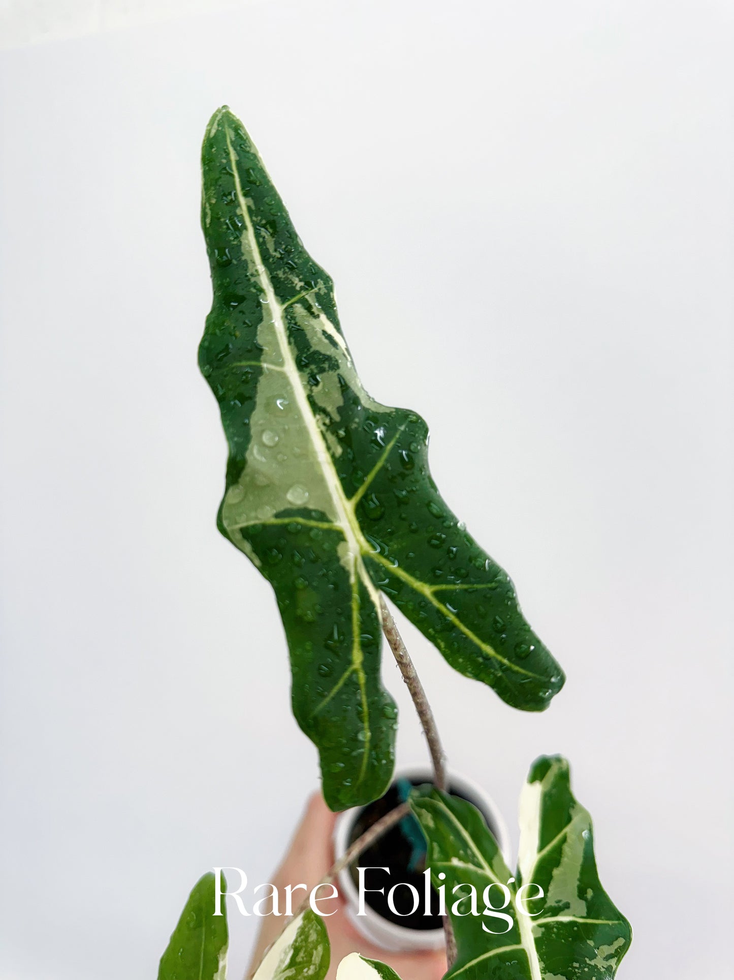 Alocasia Sarian Variegated 3”