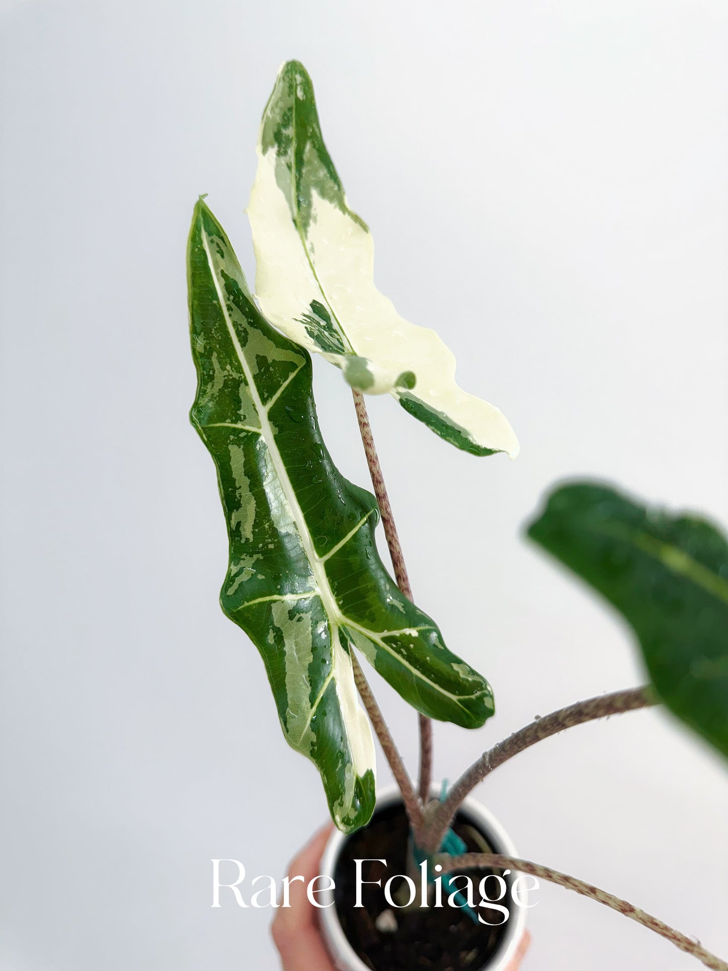 Alocasia Sarian Variegated 3”