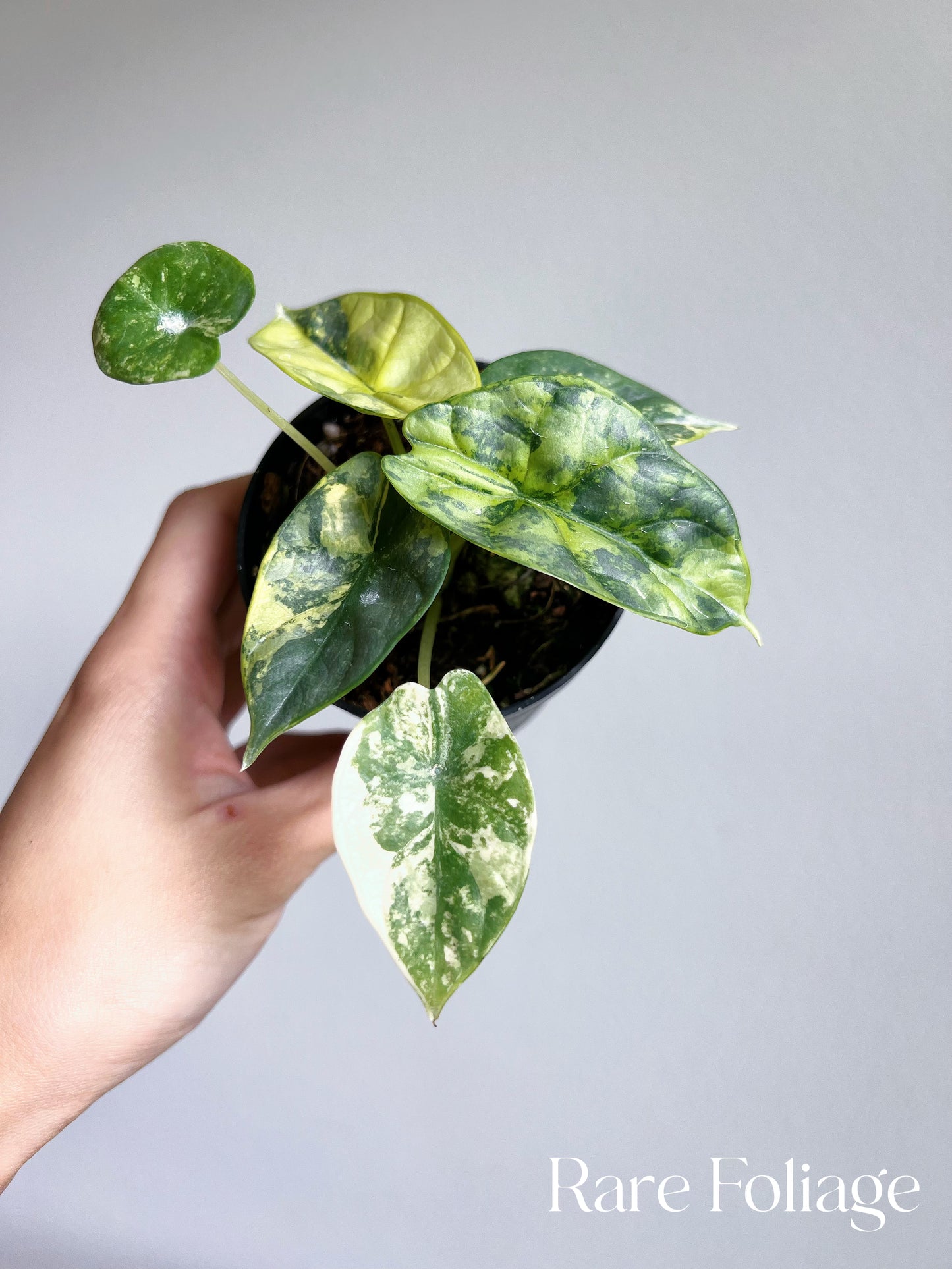 Alocasia Silver Dragon Variegated 3” Exact Plant