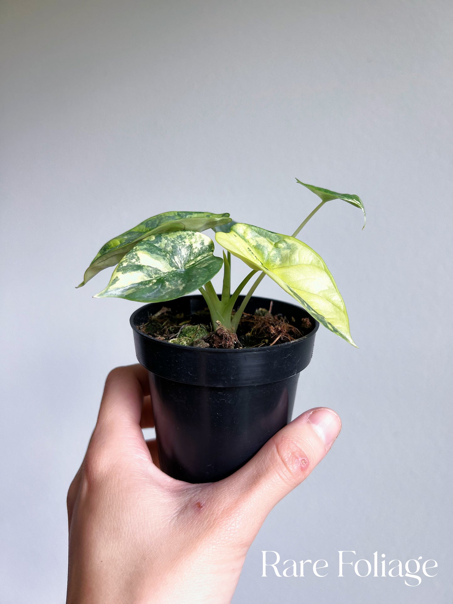 Alocasia Silver Dragon Variegated 3” Exact Plant