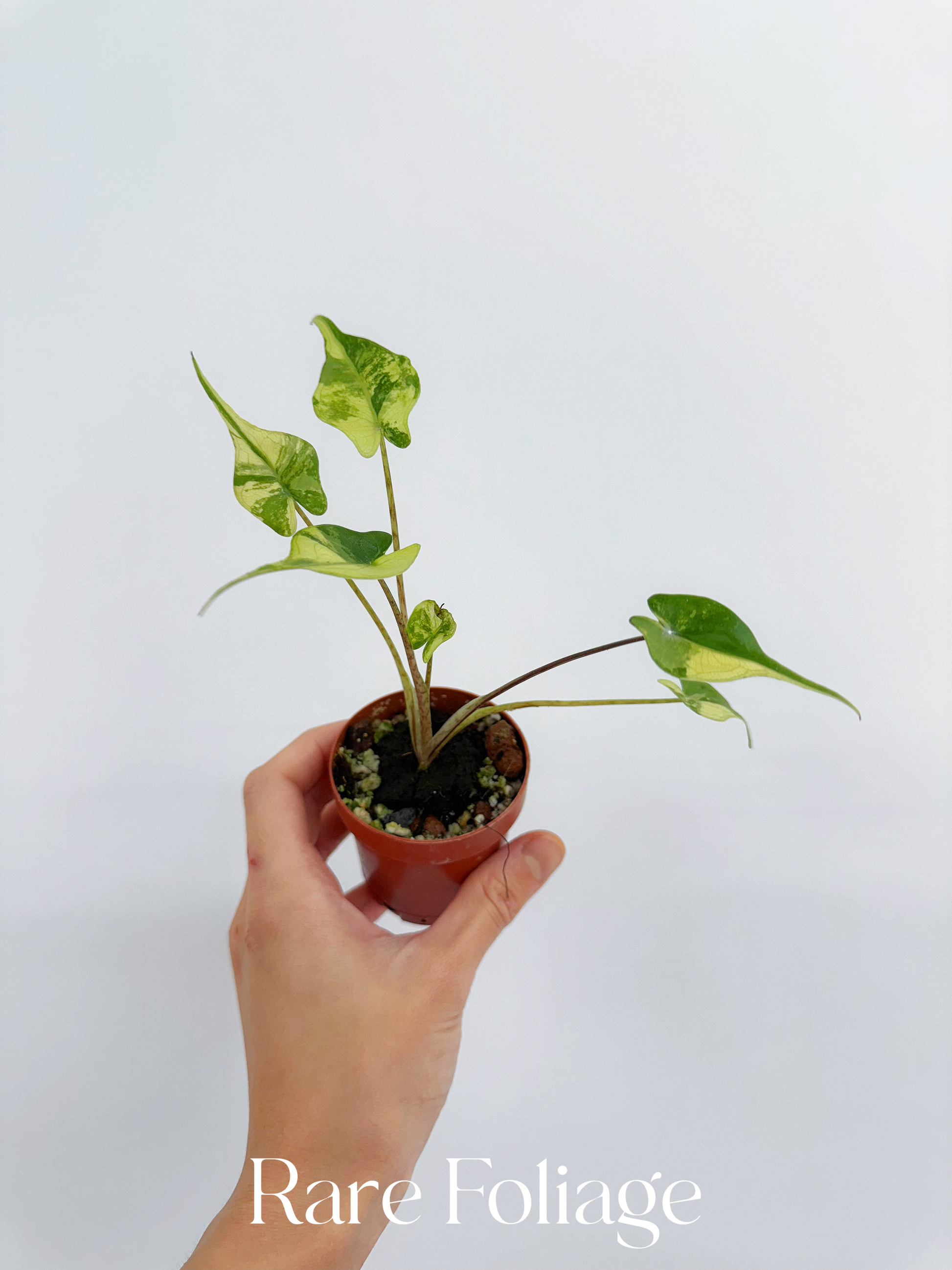 stingray philodendron Alocasia Stingray Variegated 2” – Rare Foliage Plant Co