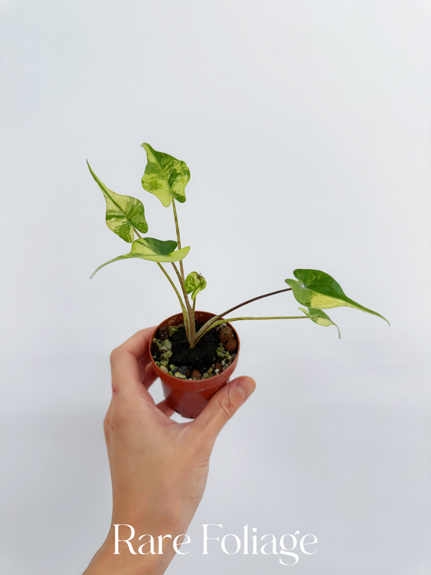 Alocasia Stingray Variegated 2”