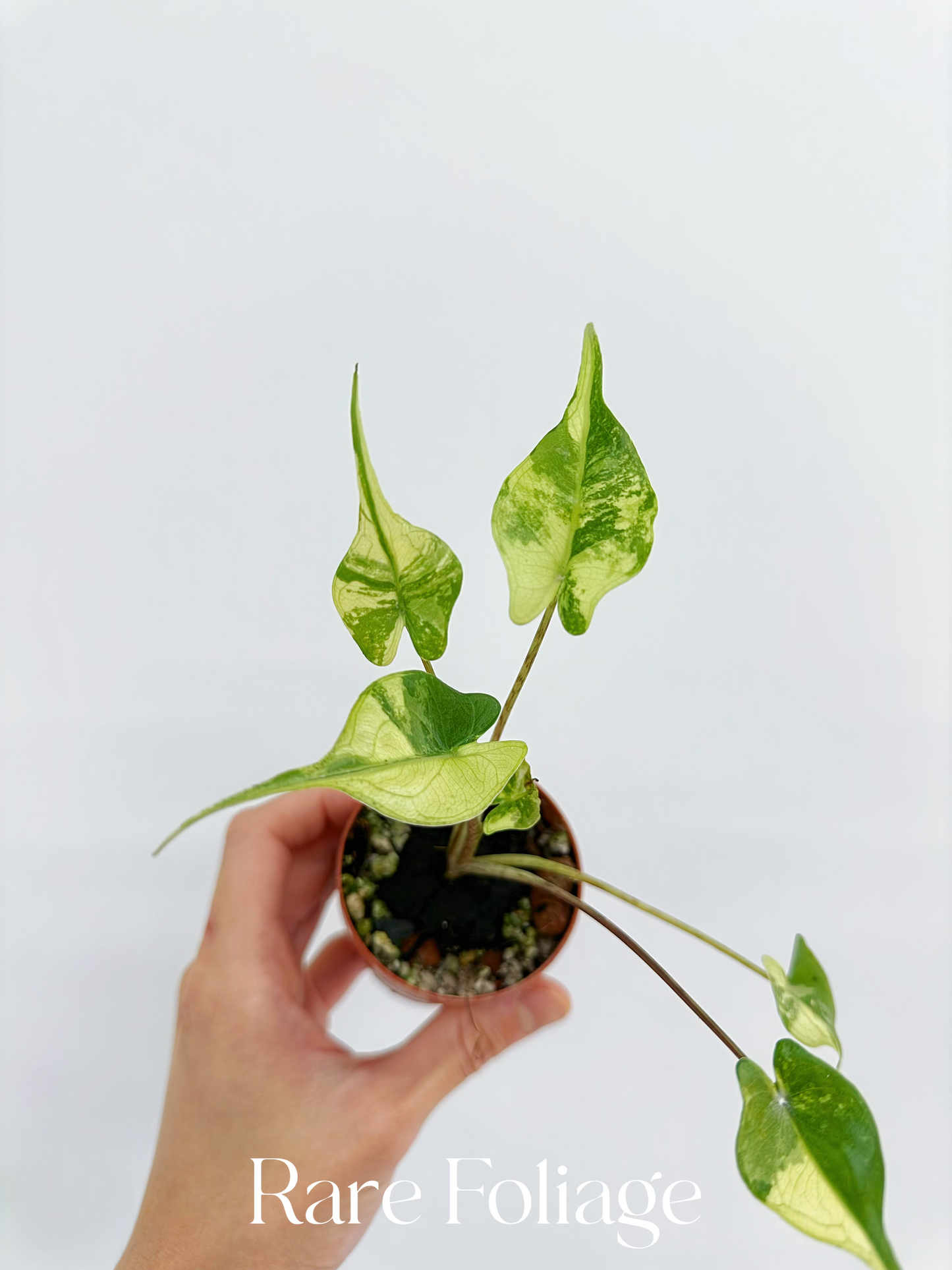 Alocasia Stingray Variegated 2”