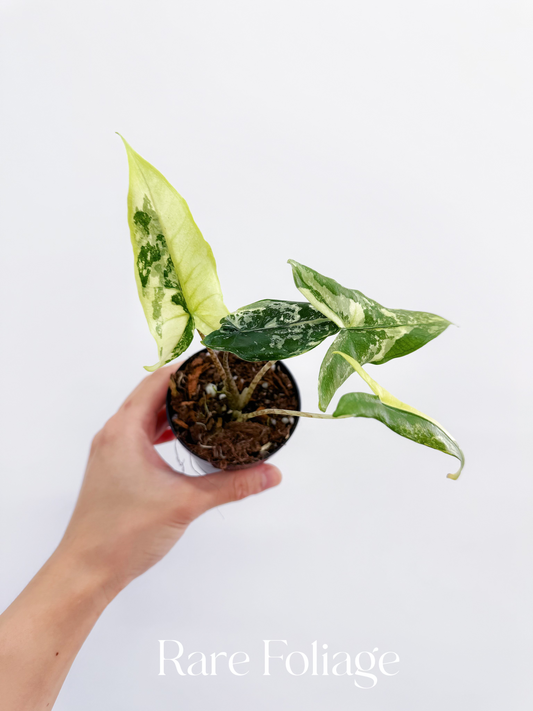 Alocasia Tigrina Superba Variegated 3"