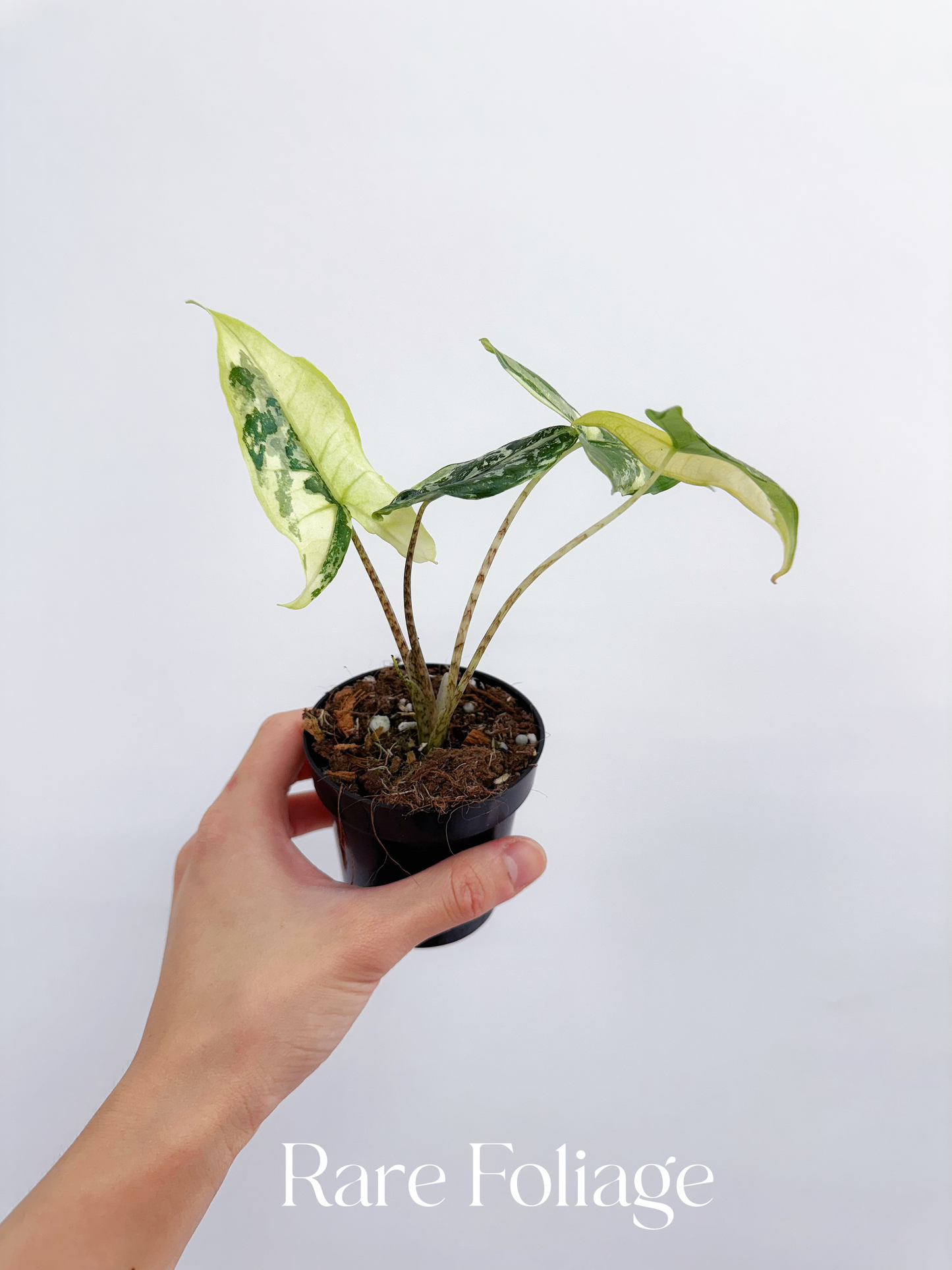 Alocasia Tigrina Superba Variegated 3"