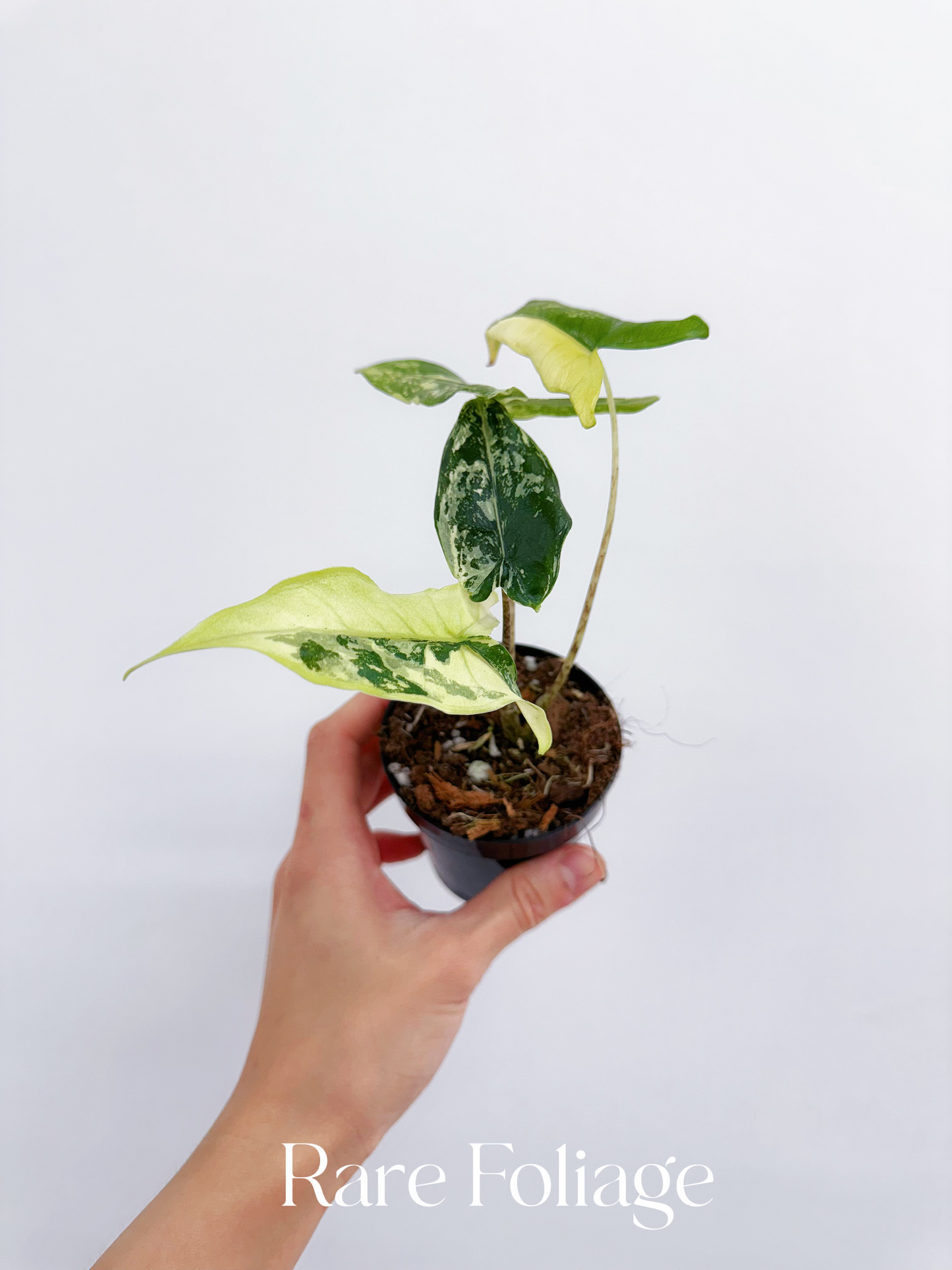 Alocasia Tigrina Superba Variegated 3"