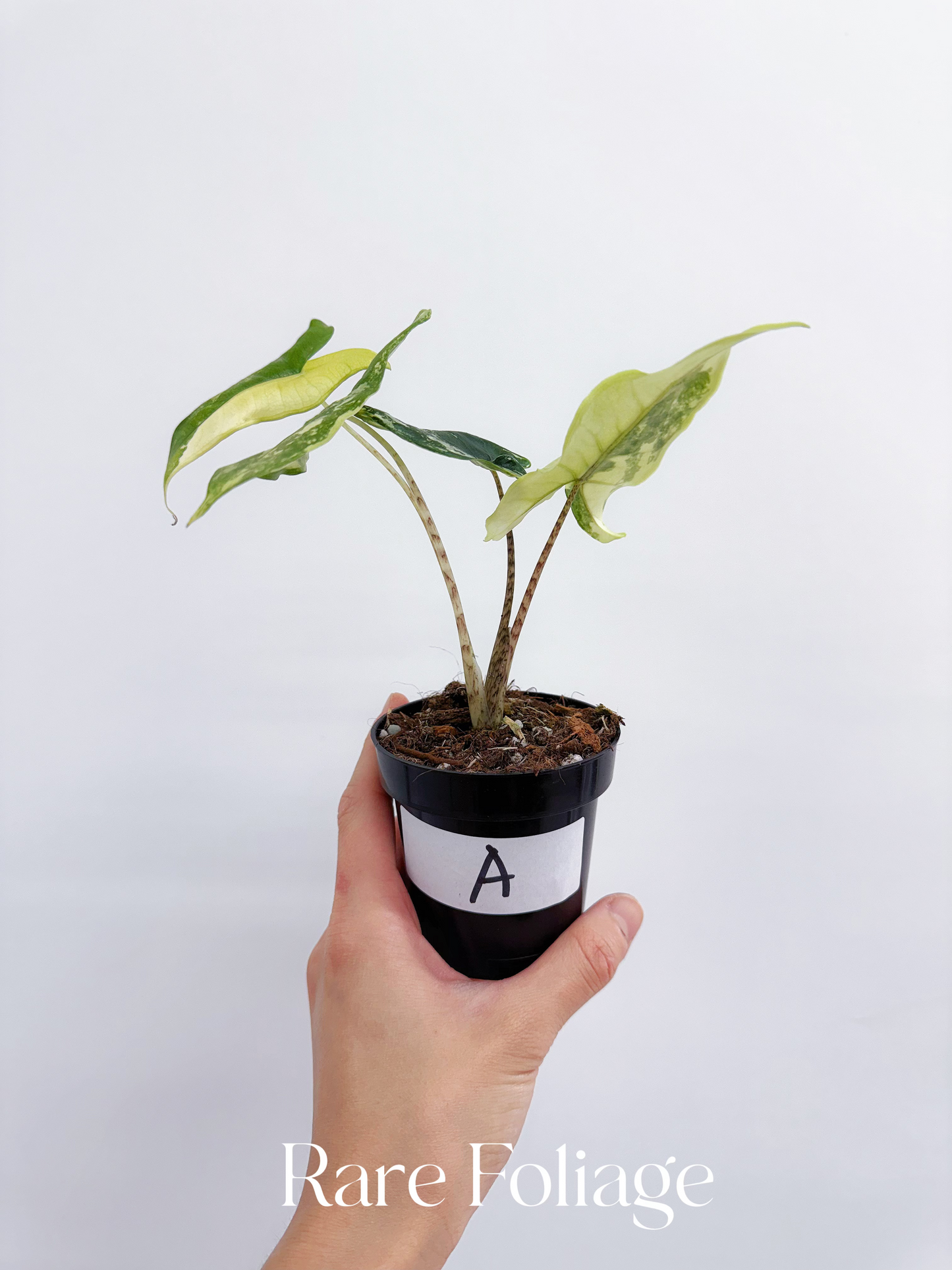 Alocasia Tigrina Superba Variegated 3"