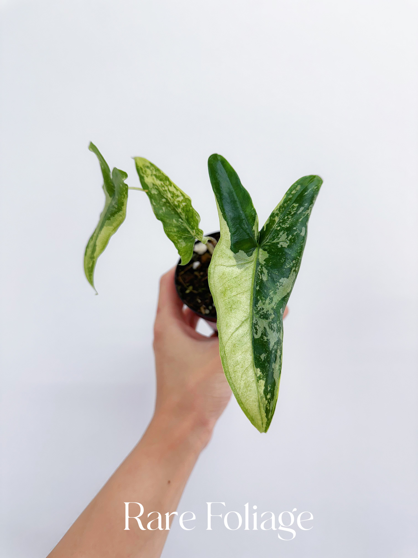 Alocasia Tigrina Superba Variegated 3"