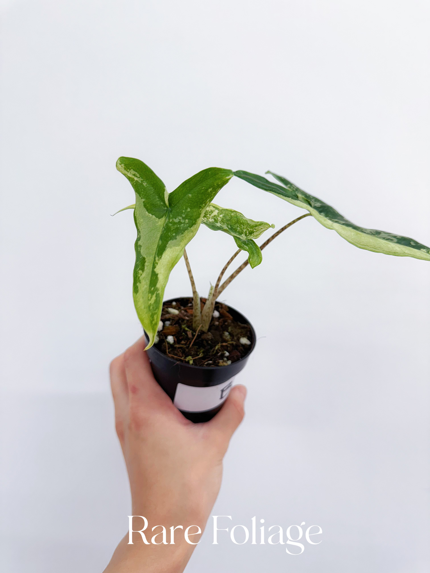 Alocasia Tigrina Superba Variegated 3"