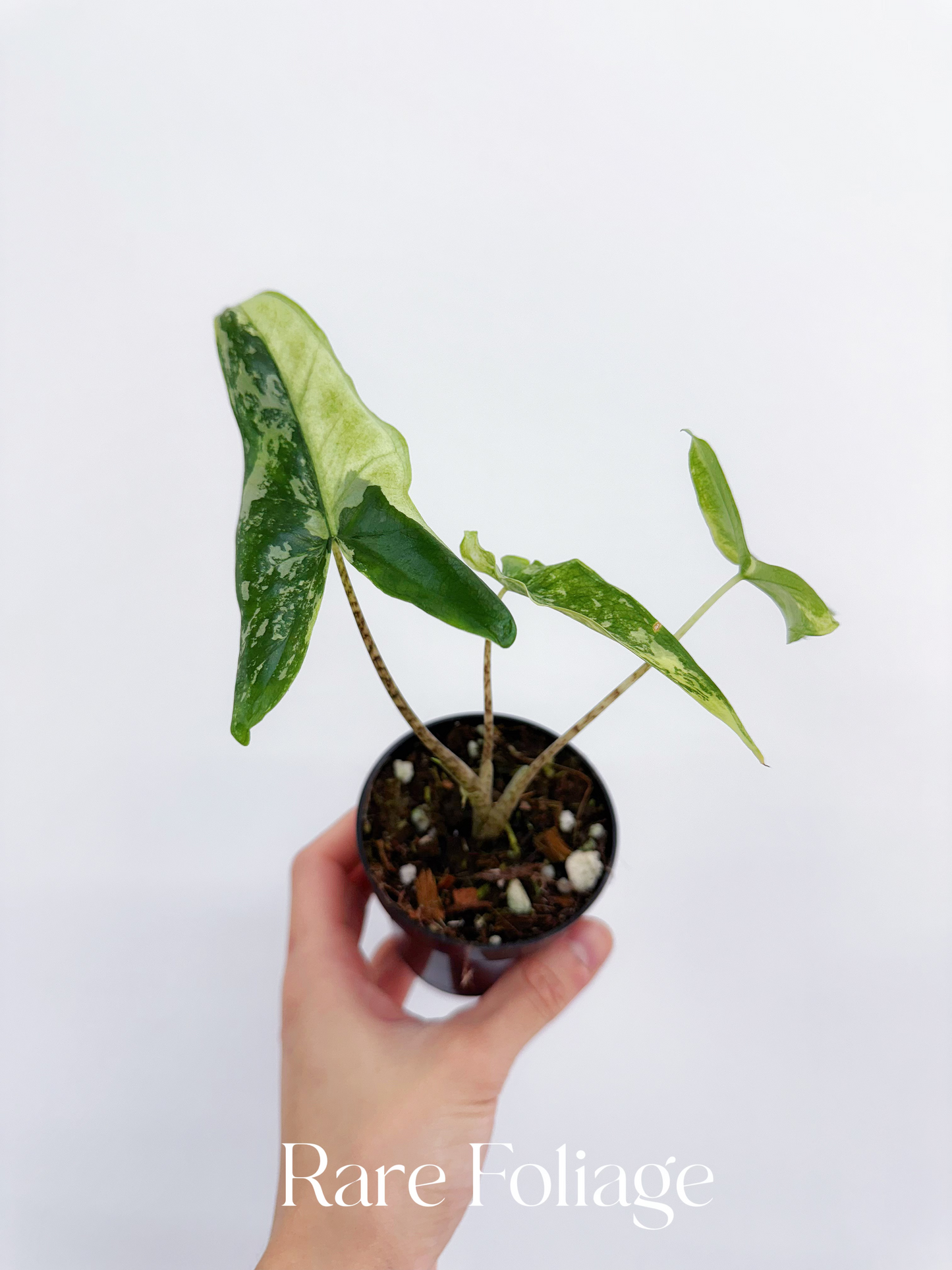 Alocasia Tigrina Superba Variegated 3"