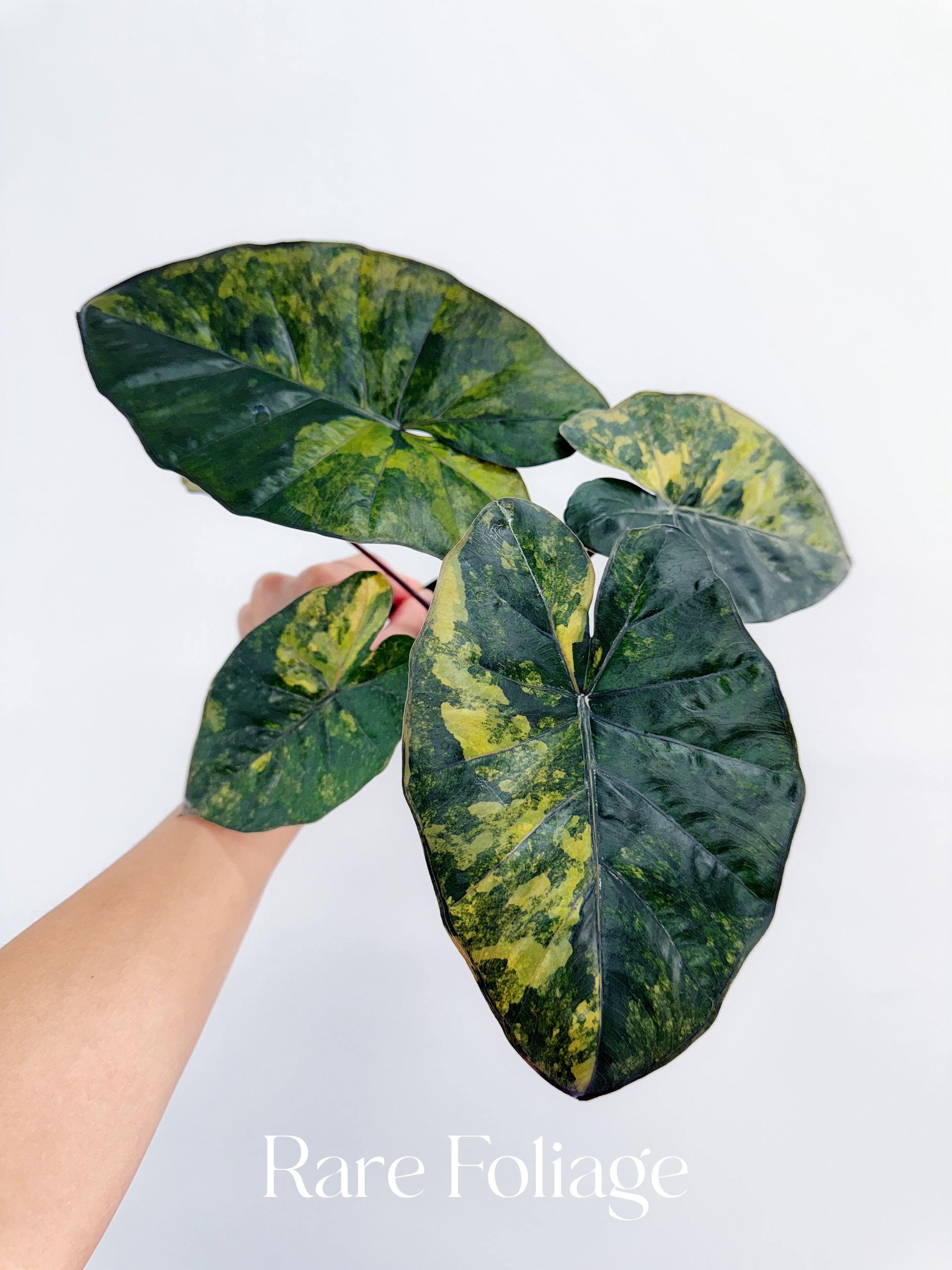 Alocasia Yucatán Princess Aurea Variegated 4” Exact Plant – Rare Alocasia Yucatán Princess Aurea Variegated 4” Exact Plant – Rare