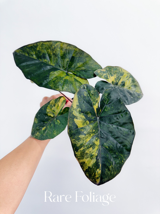 Alocasia Yucatán Princess Aurea Variegated 4” Exact Plant