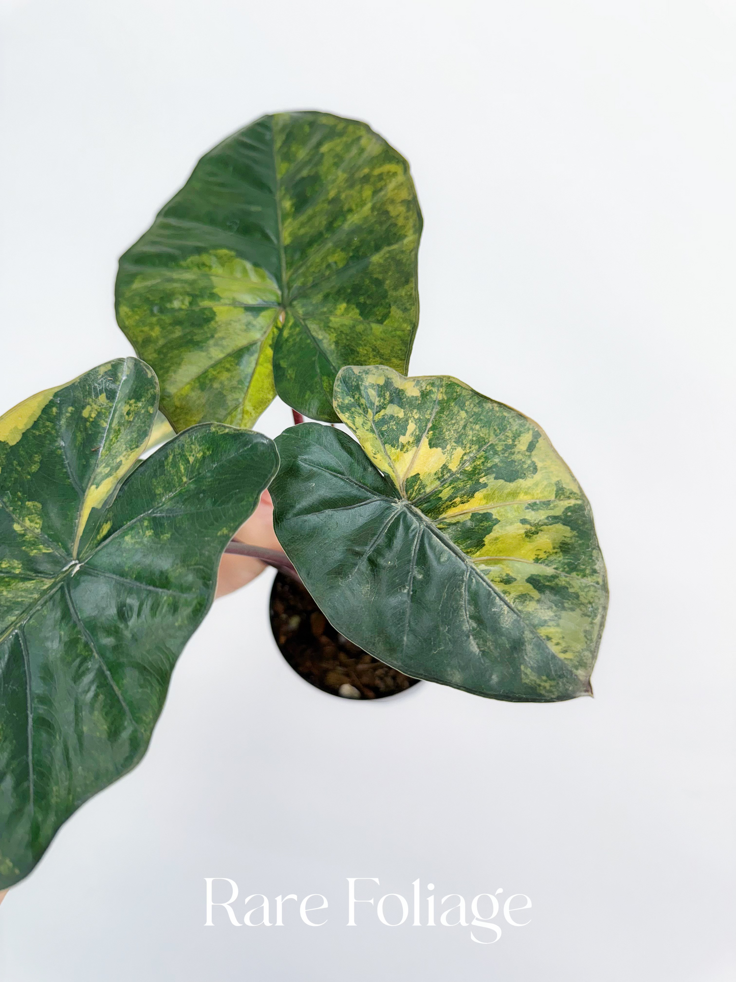 Alocasia Yucatán Princess Aurea Variegated 4” Exact Plant