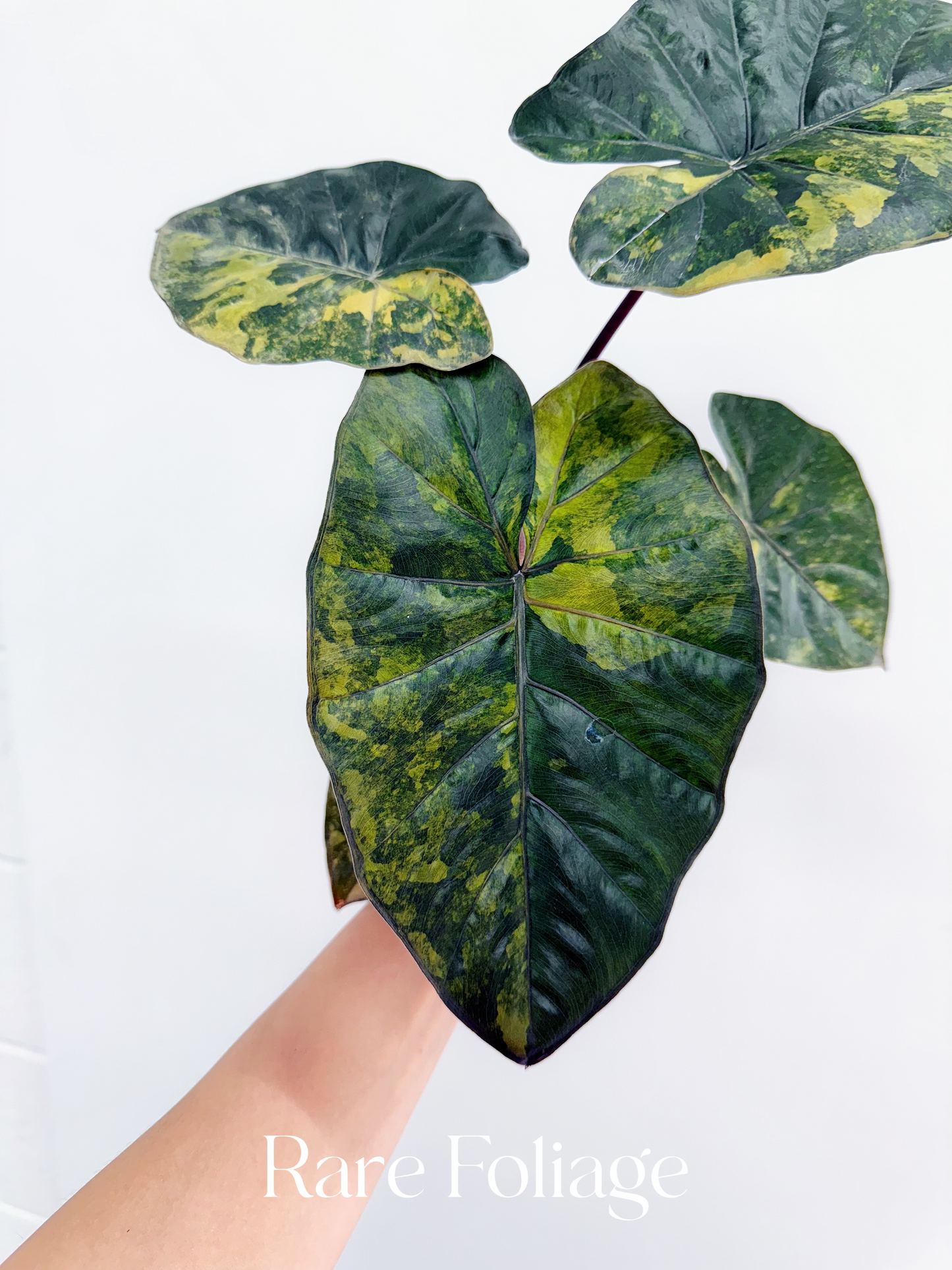 Alocasia Yucatán Princess Aurea Variegated 4” Exact Plant