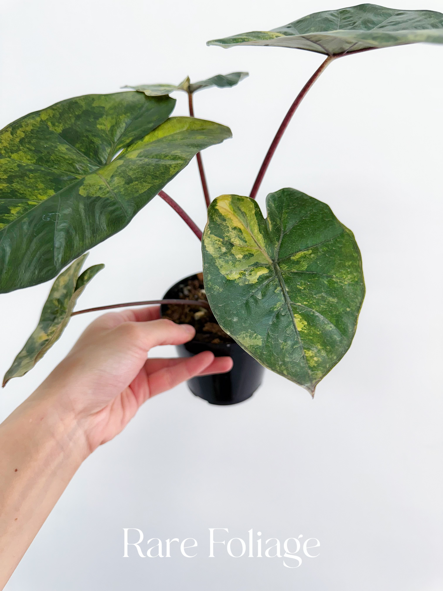 Alocasia Yucatán Princess Aurea Variegated 4” Exact Plant